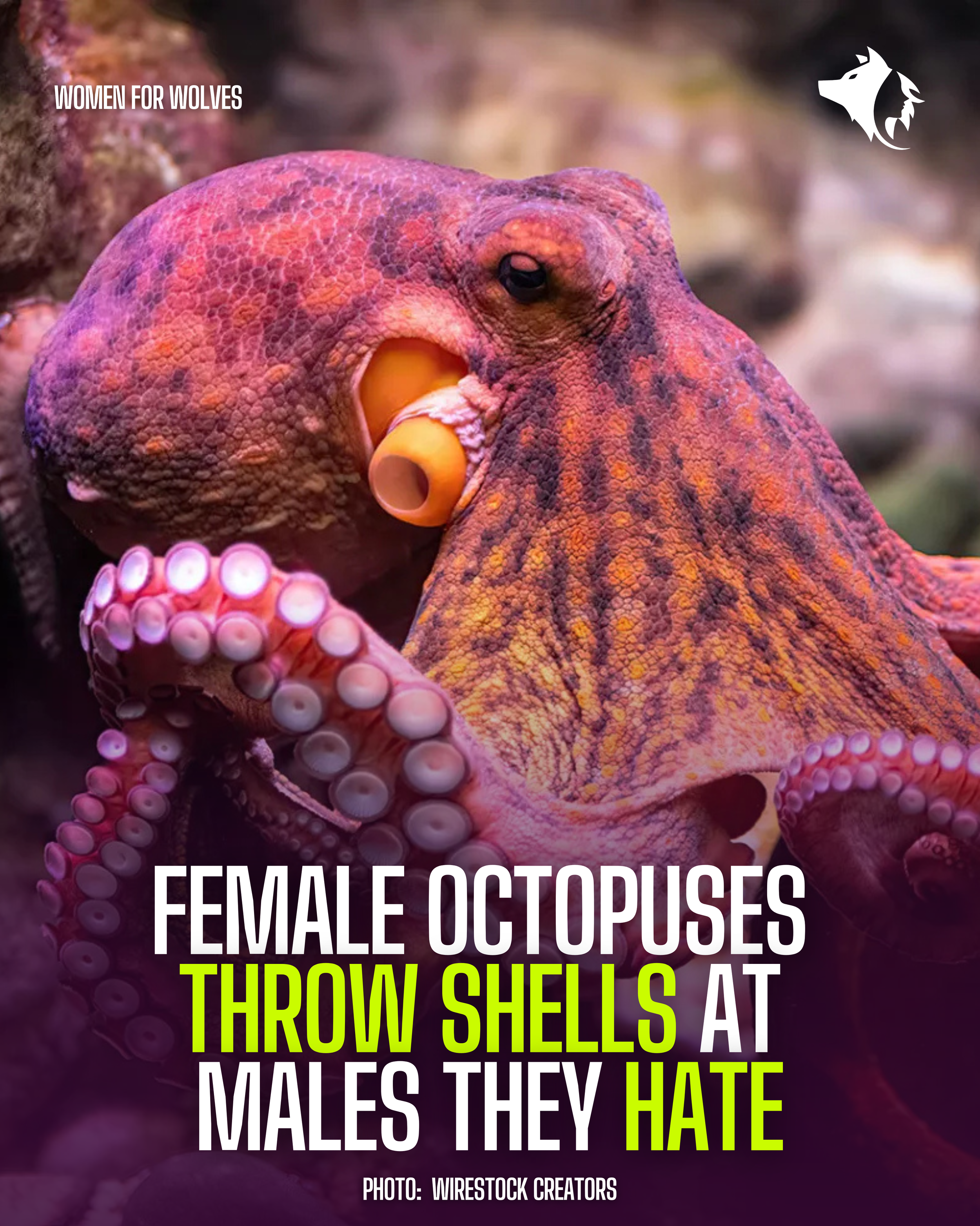 Women for Wolves conservation campaign by Elsewhere — octopus wildlife-fact graphic