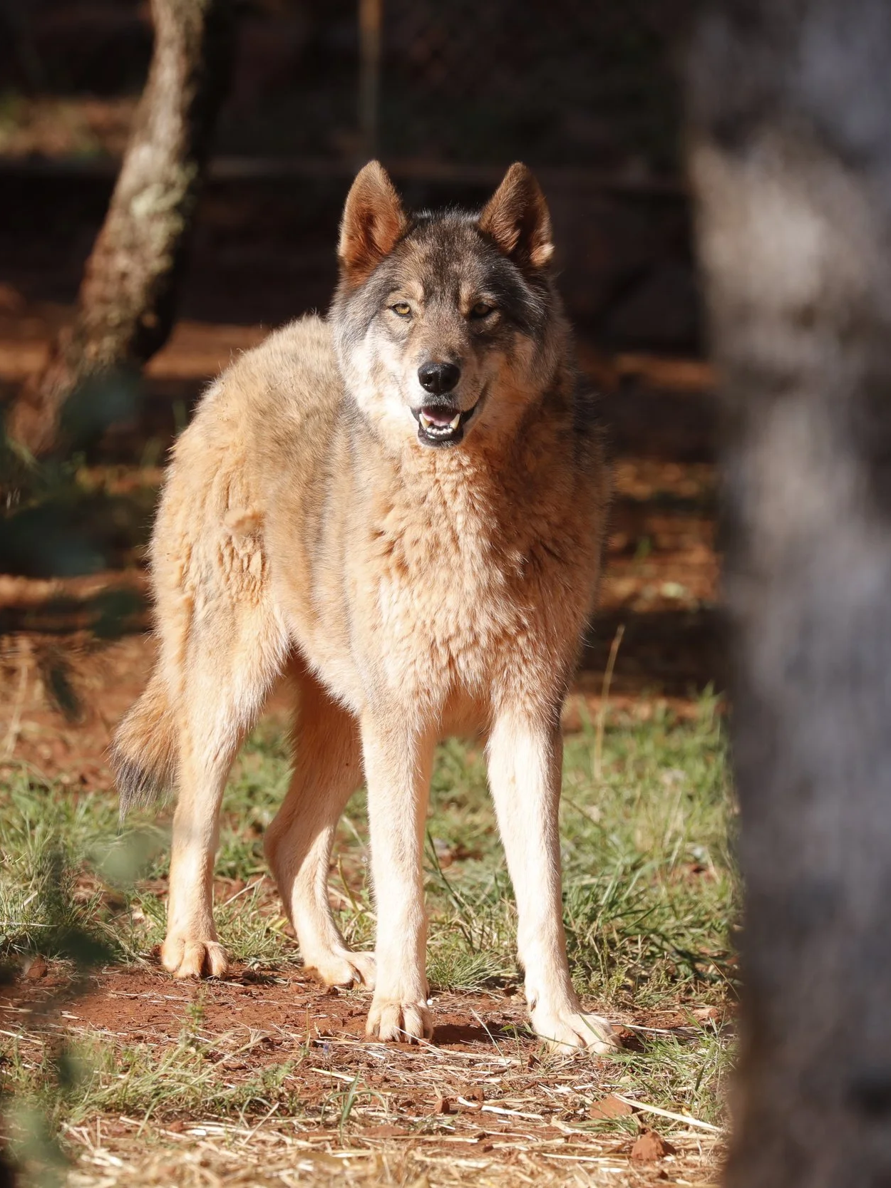 Women for Wolves conservation campaign by Elsewhere — wolf portrait in natural habitat