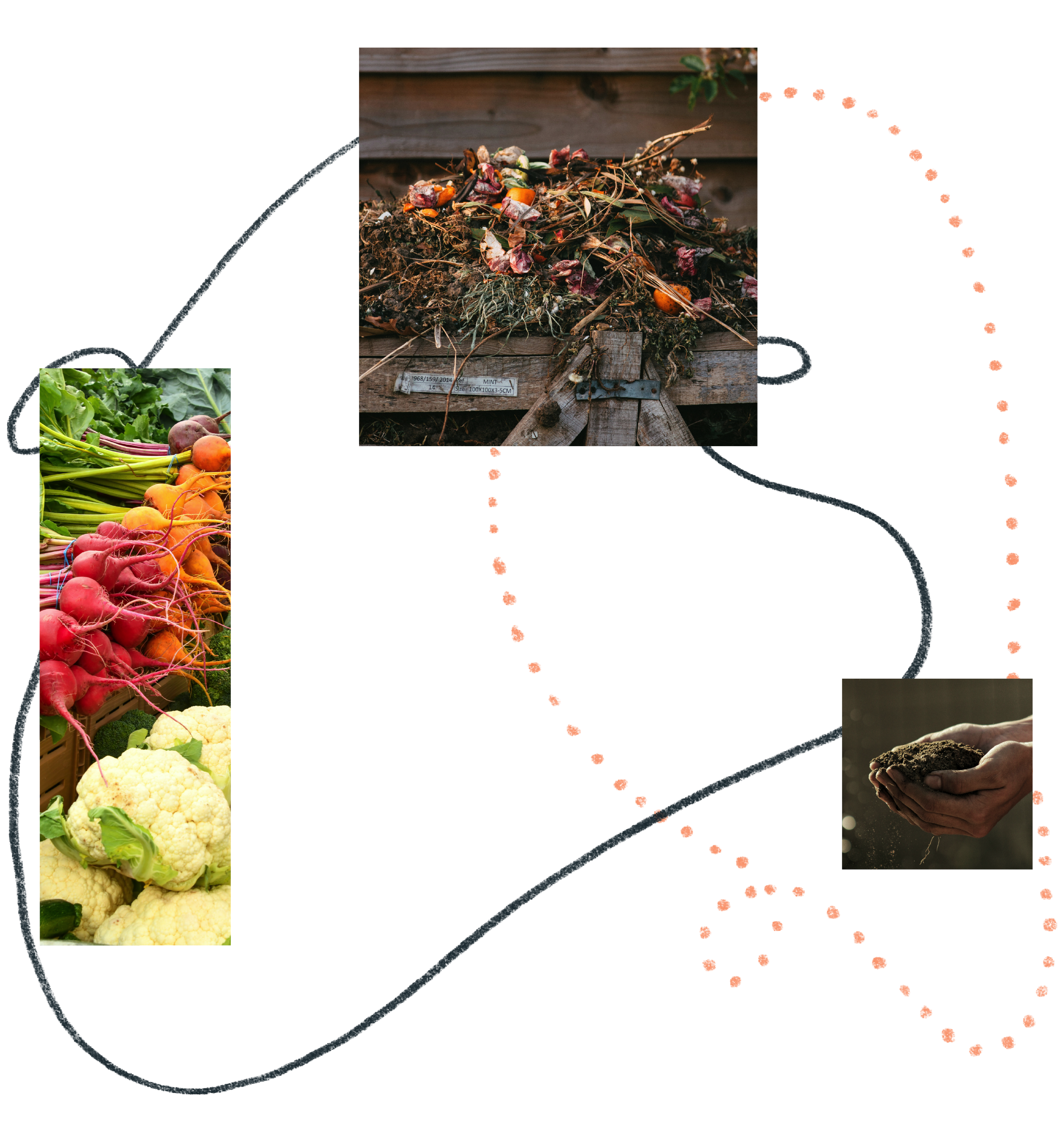A collage that includes a pile of compost with rotting vegetable scraps like carrot tops and onion skins on a wooden surface outdoors, a person holding soil, and market vegetables including carrots, radishes, and cauliflower.