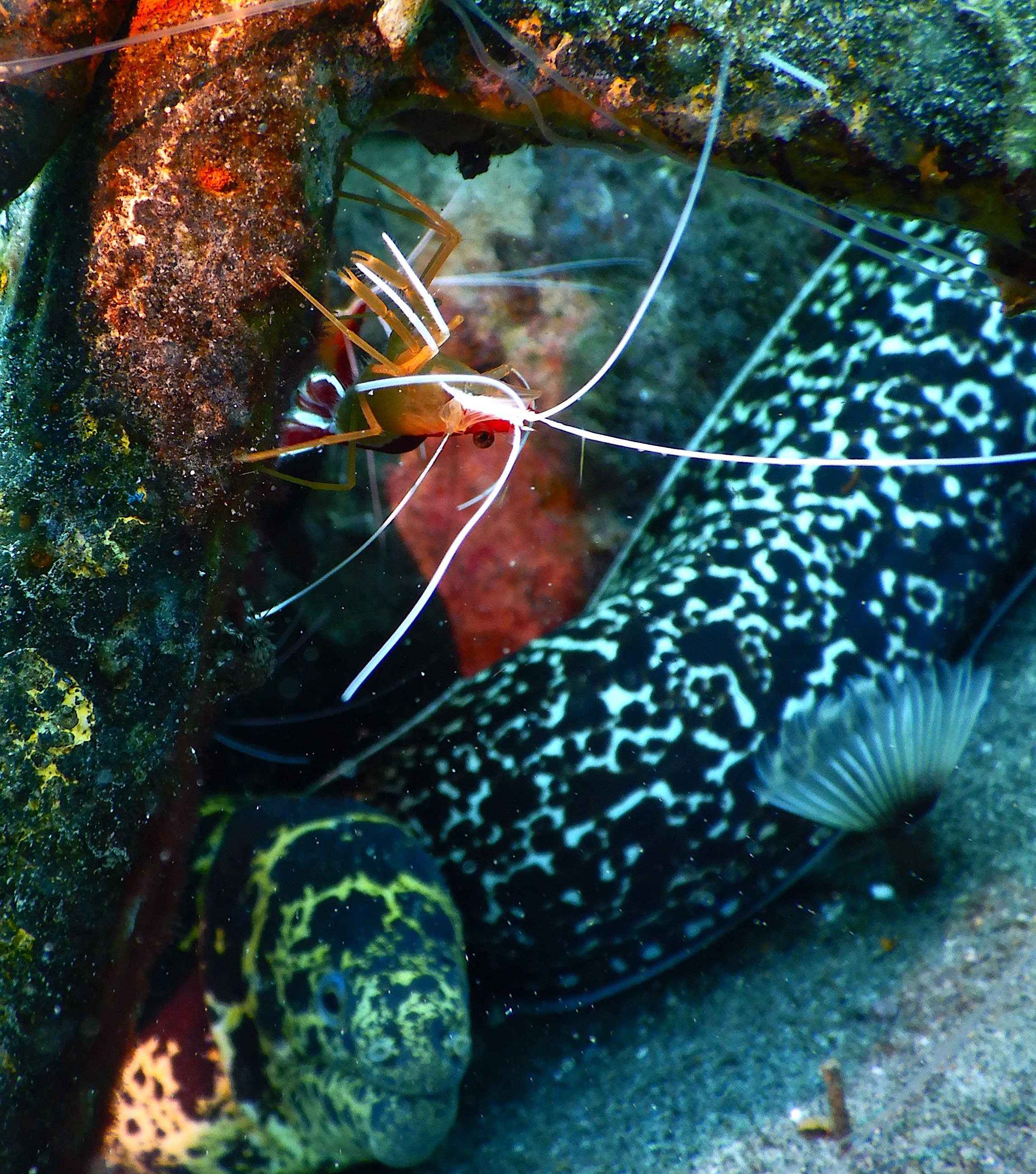 Crustacé près de roches colorées dans un environnement sous-marin.