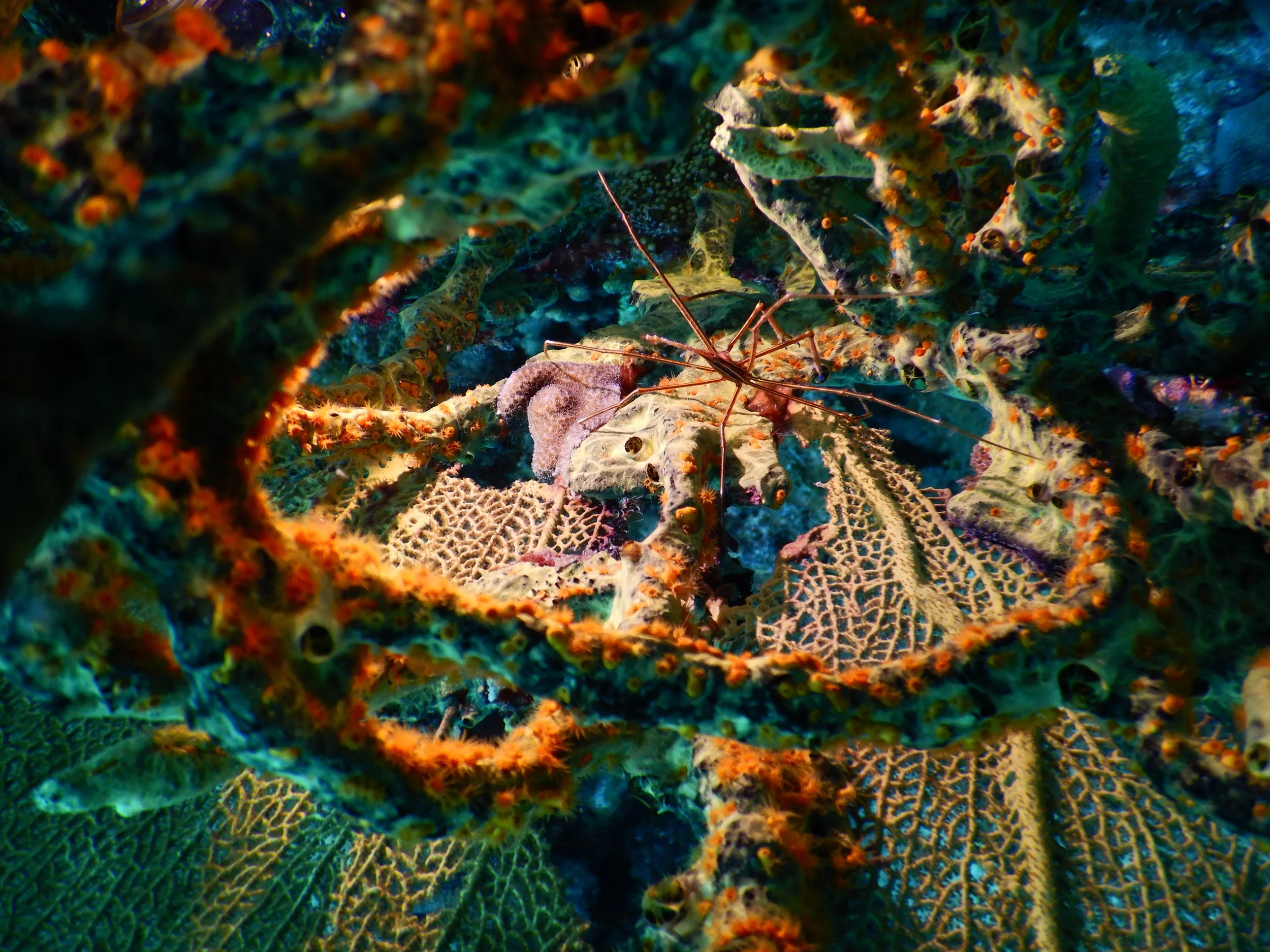 Une scène sous-marine avec une crevette sur un corail coloré, entourée de différentes formations coralliennes et de structures marines aux couleurs vives.