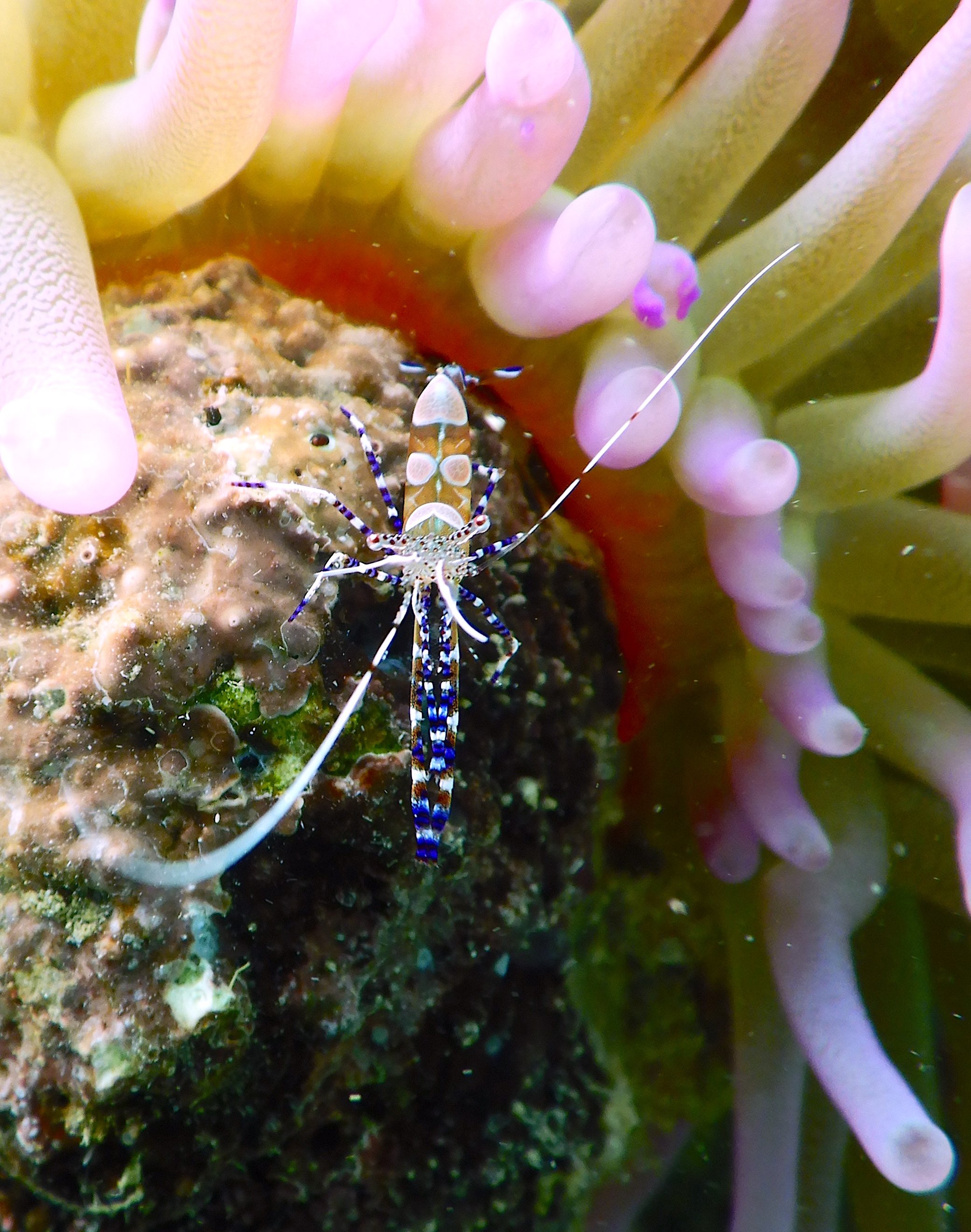 Une crevette colorée près d'une anémone de mer sous-marine.