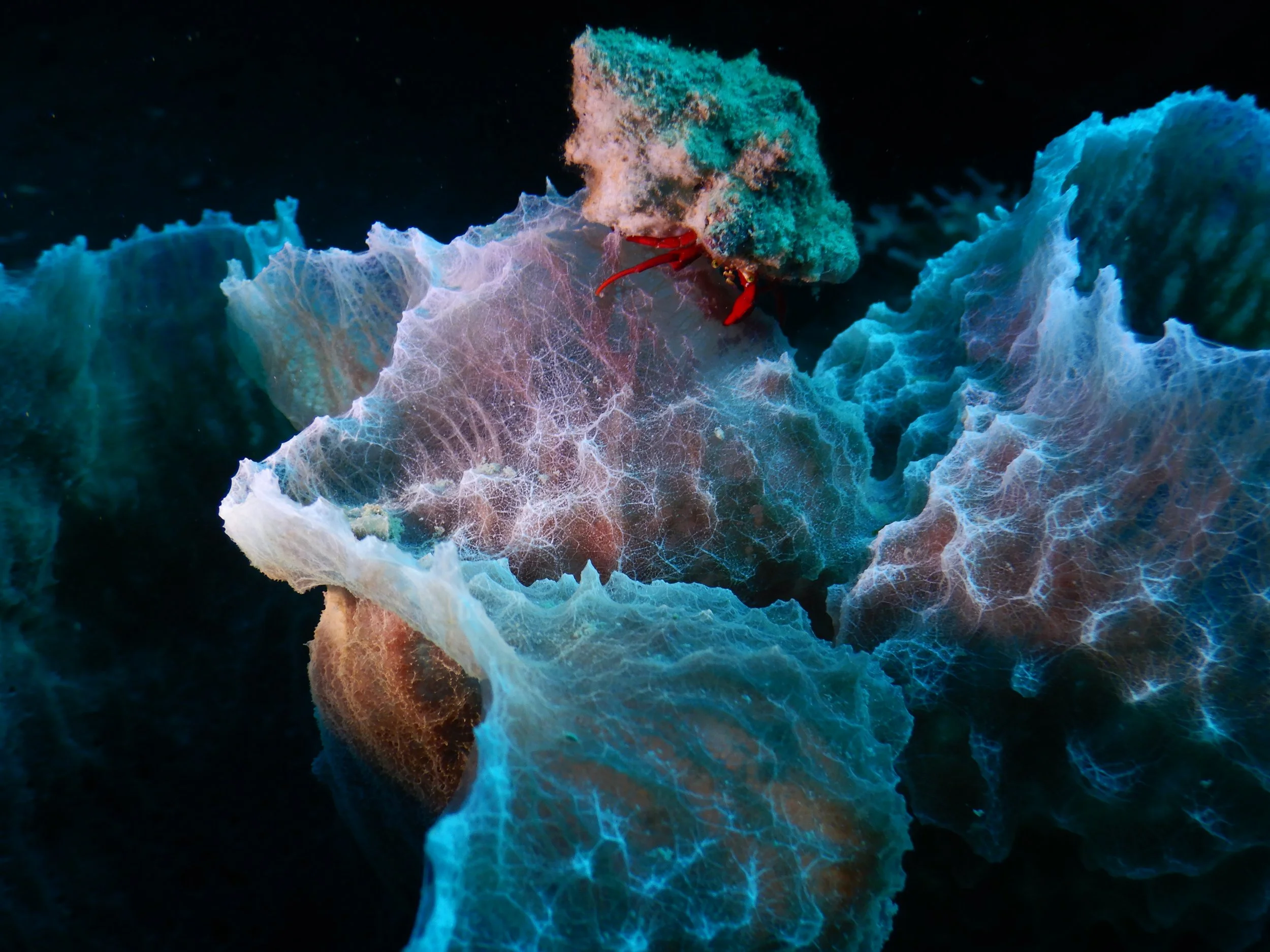Une image sous-marine montrant une créature marine rouge, peut-être une crevette, nichée dans un environnement corallien coloré avec des formations en forme de voile ou de fan, en nuances de bleu, blanc et turquoise.