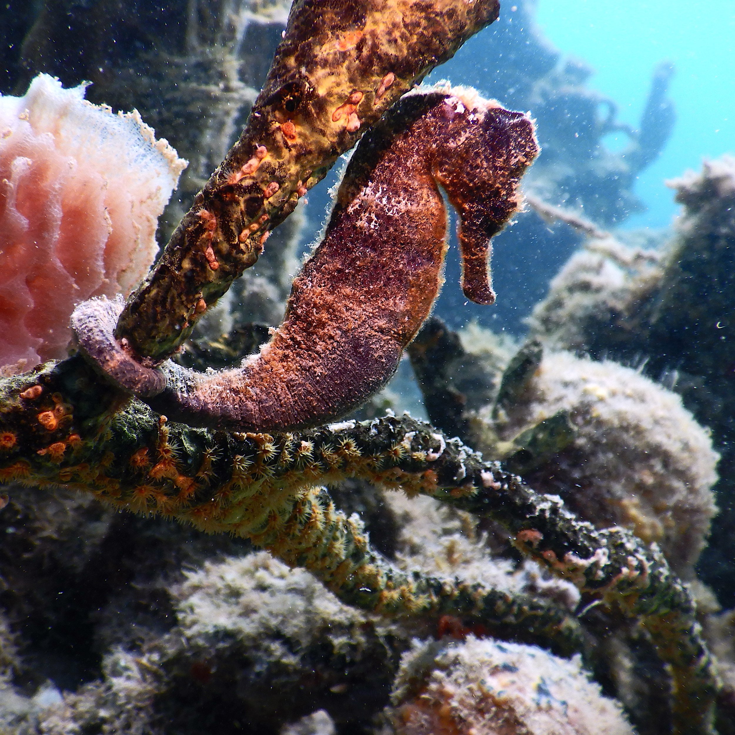 Un hippocampe nageant parmi des coraux et des algues sous-marines.