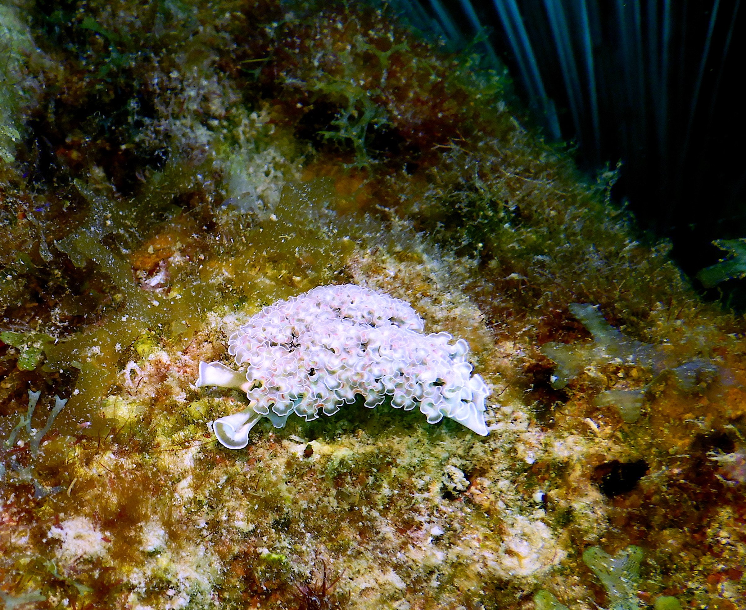 Un nudibranche blanc 