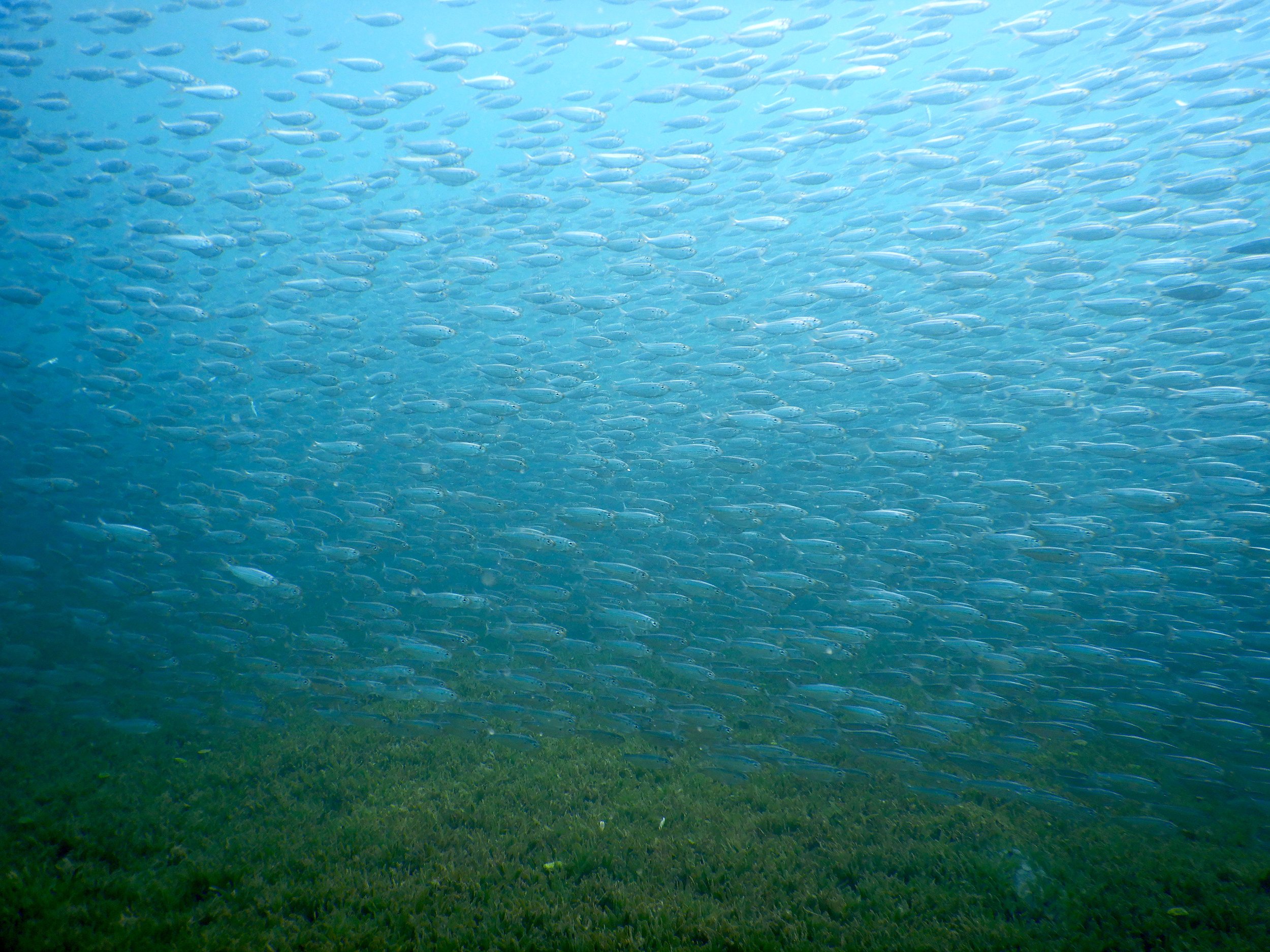 Une grande étendue d'eau claire avec un petit banc de poissons argentés nageant dans la partie supérieure de l'image, et un fond de végétation aquatique verte en bas.