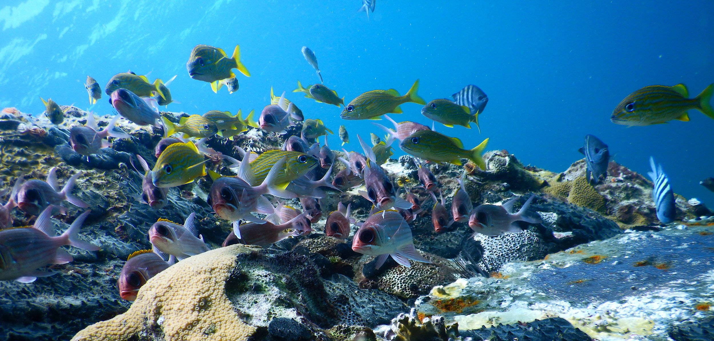Un groupe de poissons colorés nageant autour d'un récif corallien sous l'eau.
