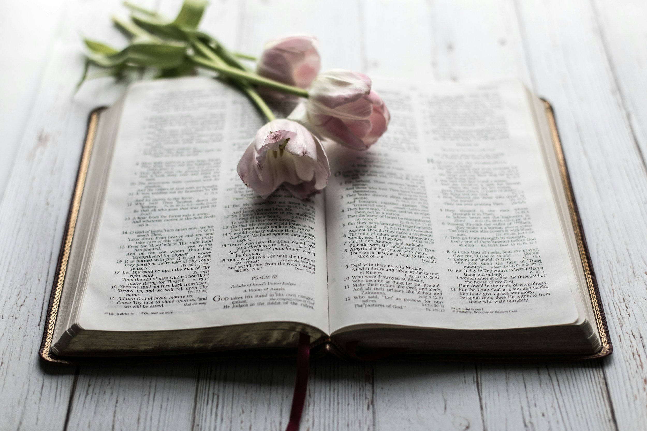 Open Bible with pink and white tulip flowers resting on it, placed on a white wooden table.