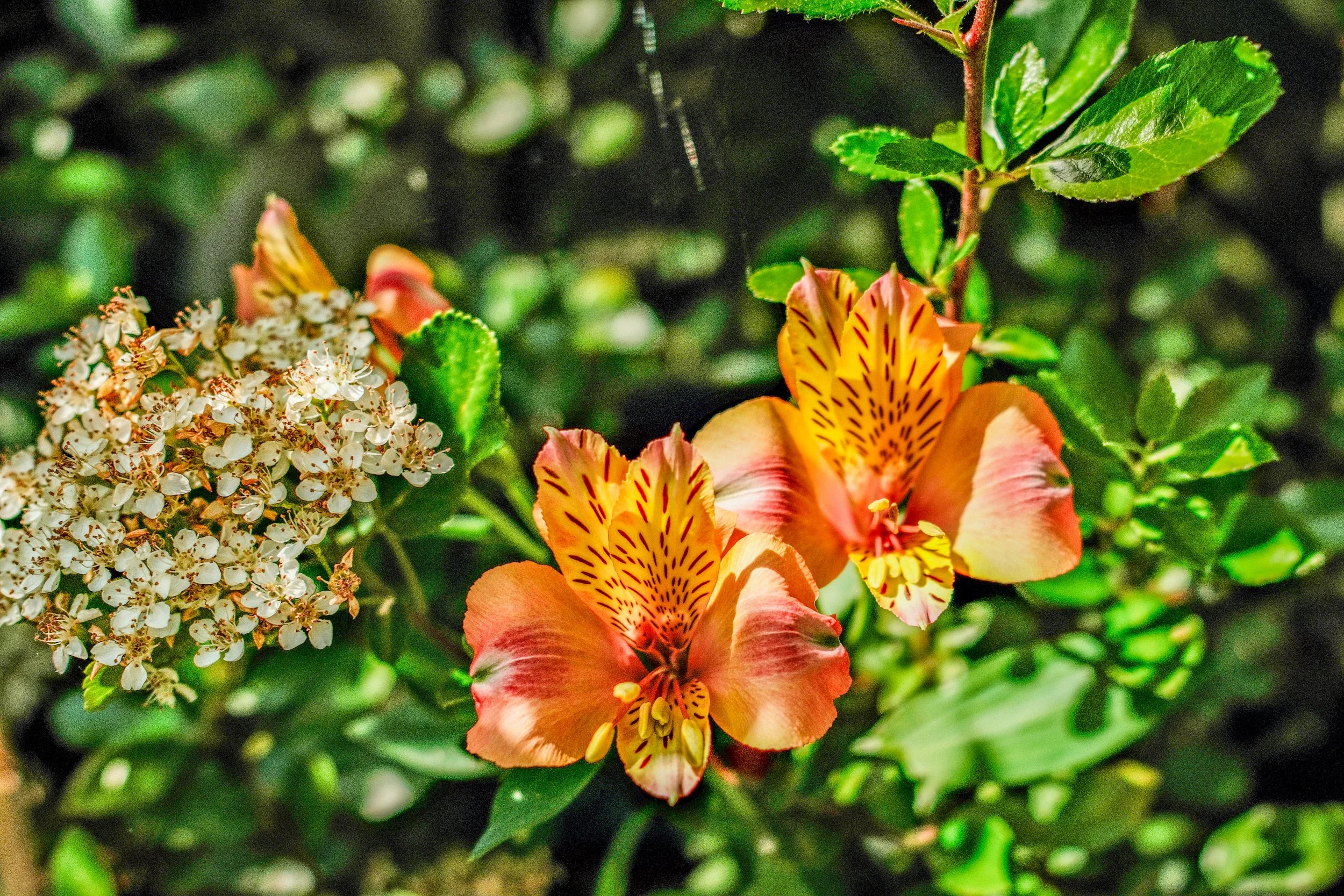 Alstroemeria
