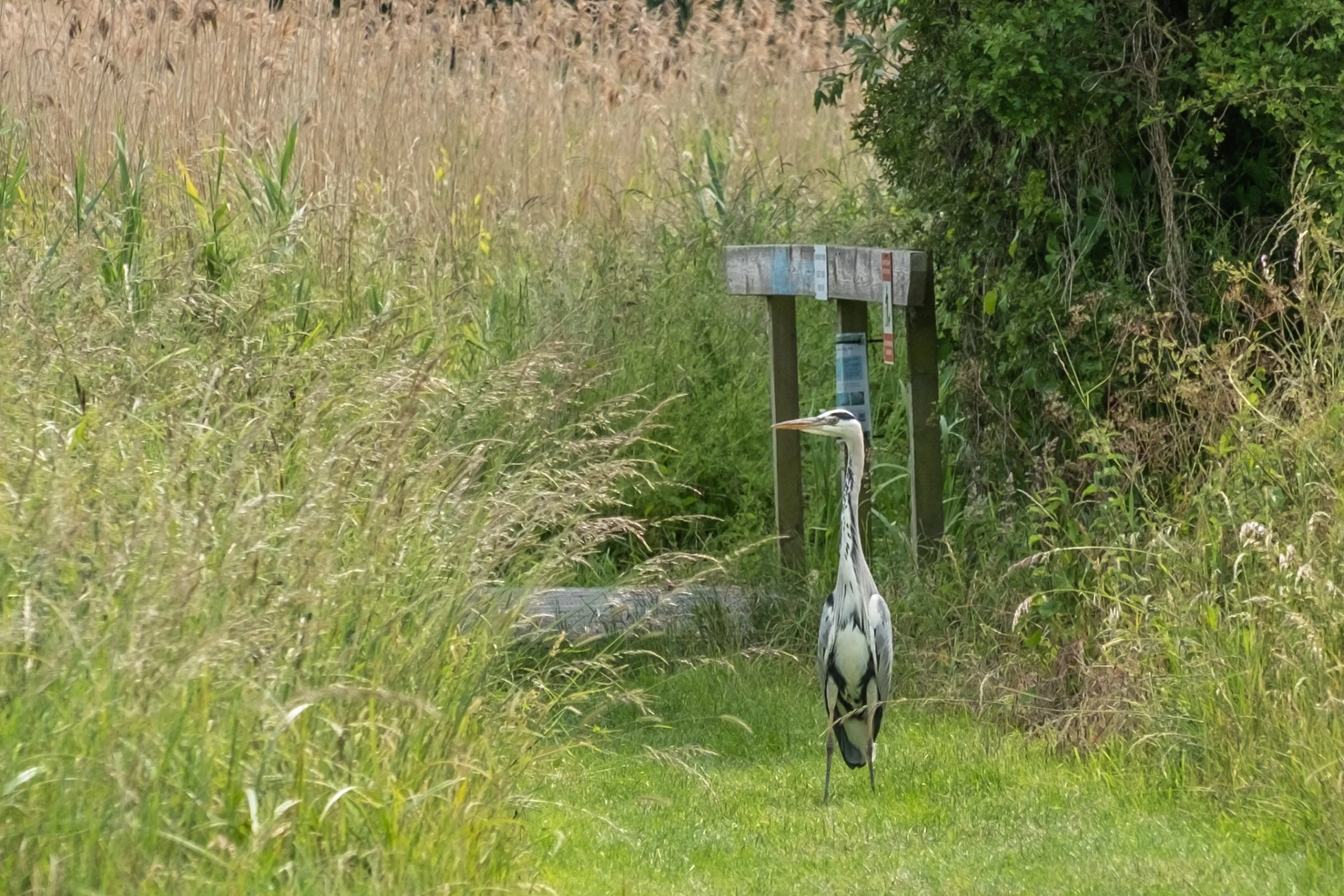 DSCF5196.jpg
