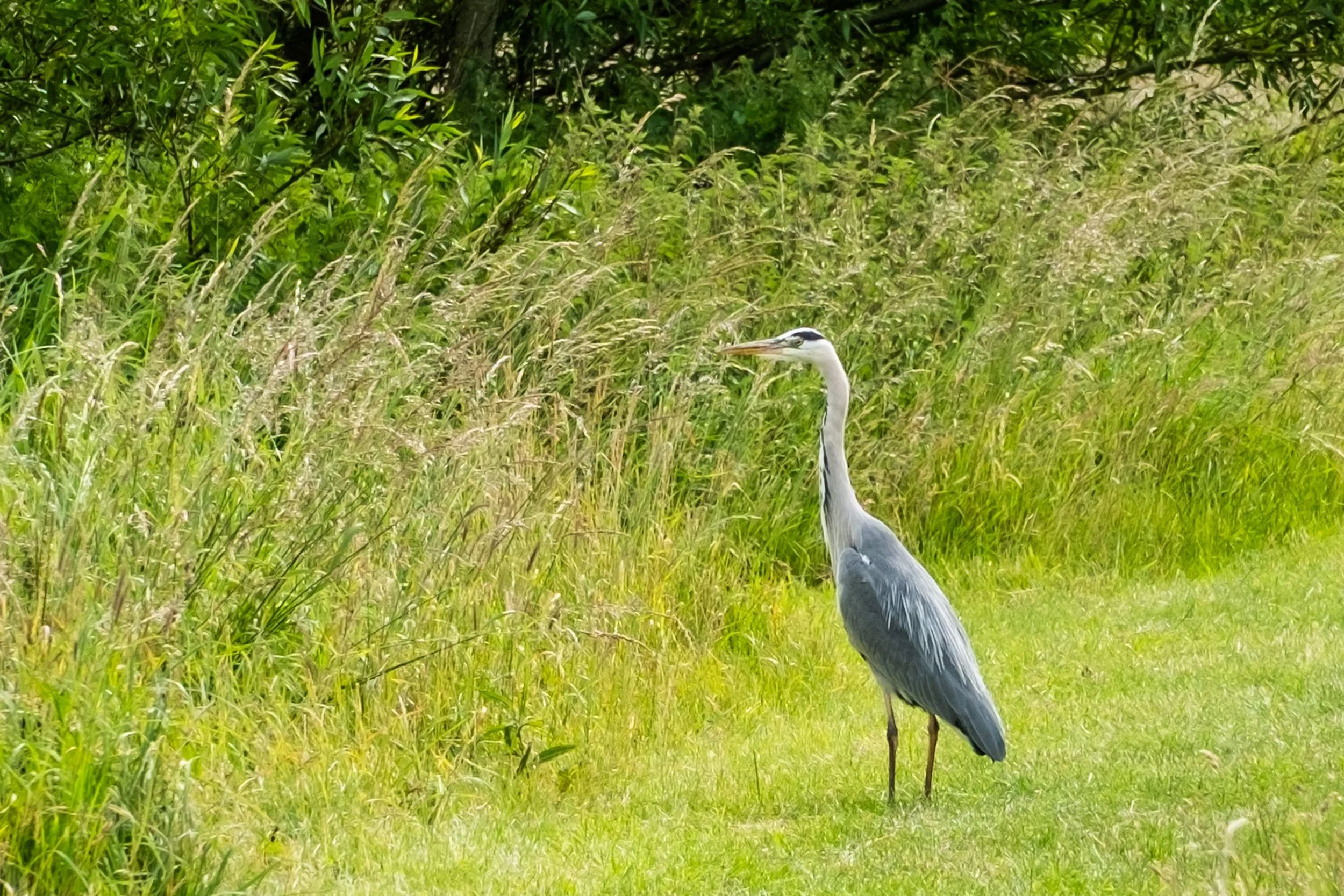 DSCF5195.jpg