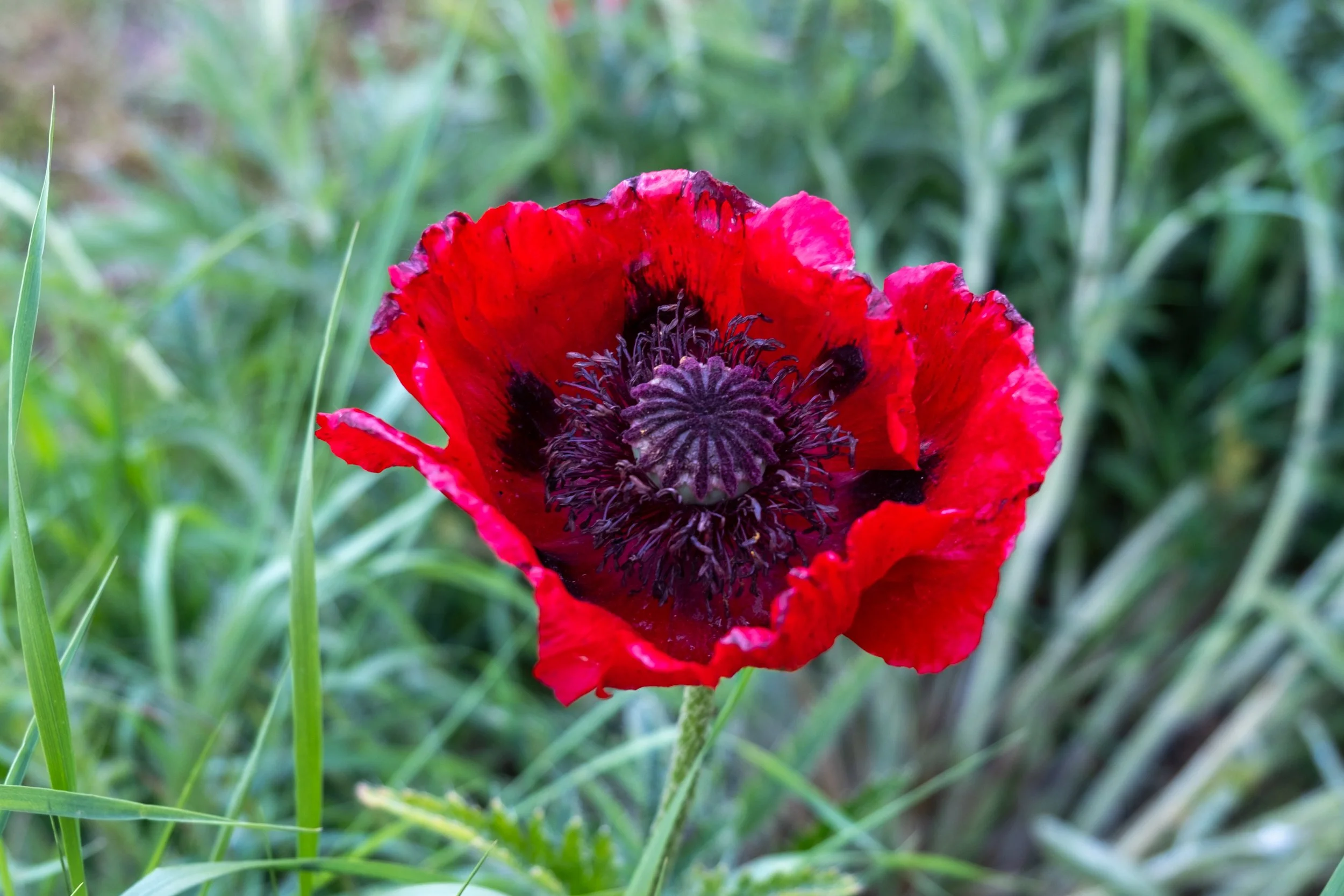 Close-up of a bright red poppy flower with dark center, surrounded by green grass and foliage.