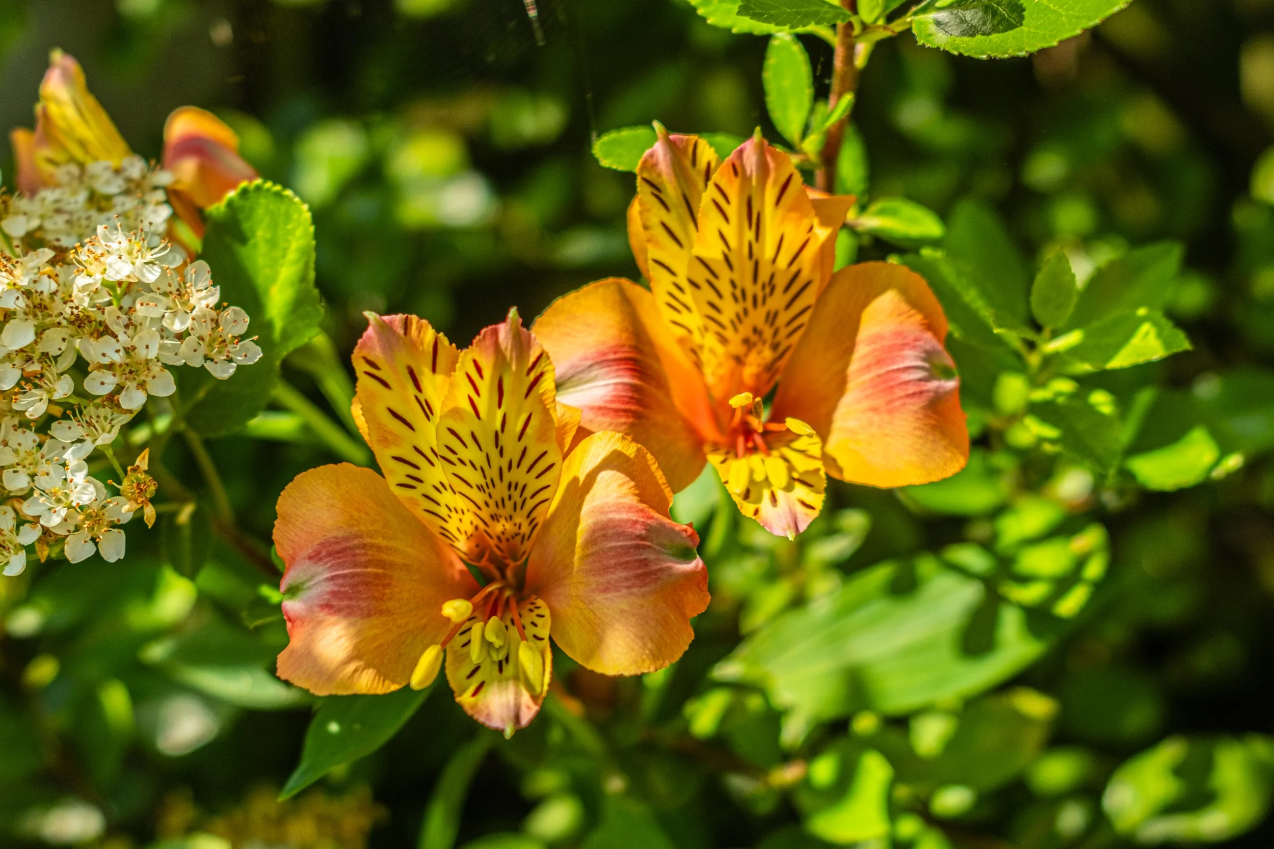 Close-up of orange and yellow lilies with dark red markings, surrounded by green leaves, in bright sunlight.