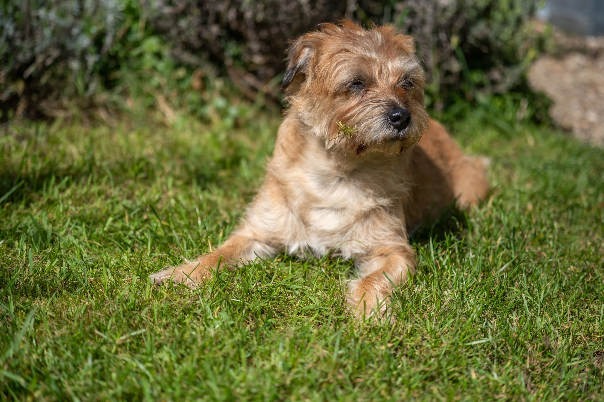 A small brown dog with medium messy fur resting on green grass with some bushes in the background.
