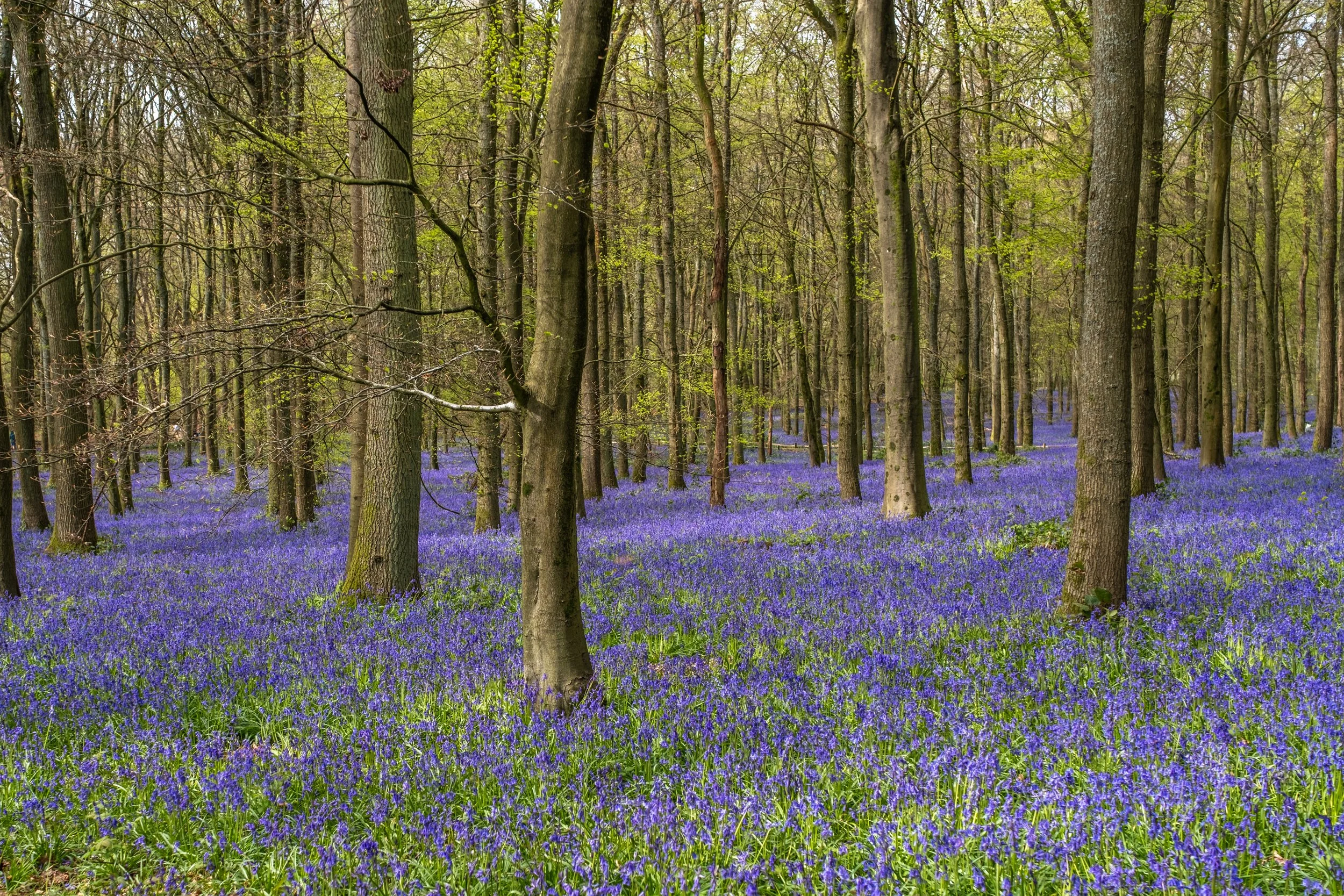 A forest filled with tall trees and a ground covered with purple bluebells.
