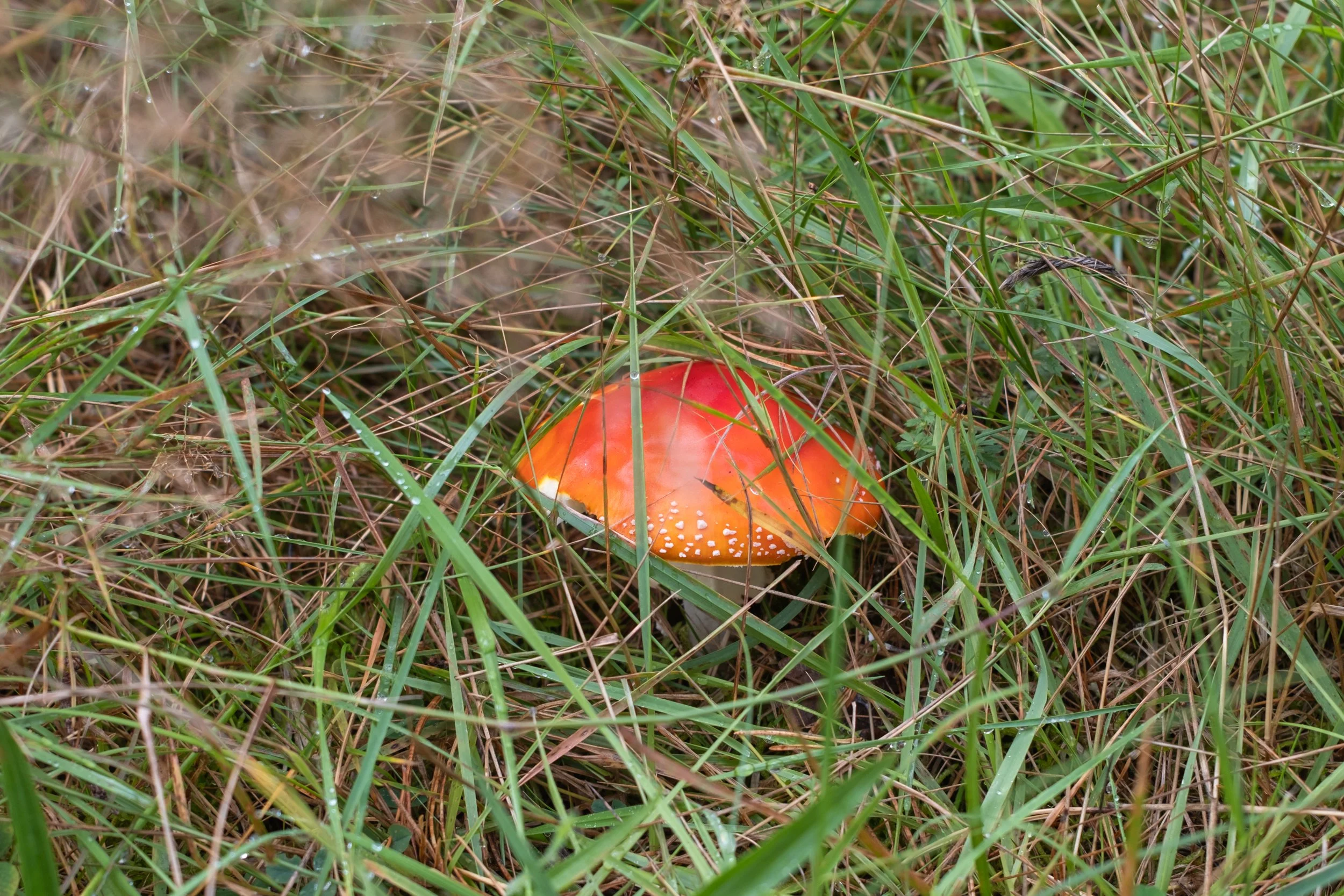 A red mushroom with white spots growing on the ground among green grass and plants.