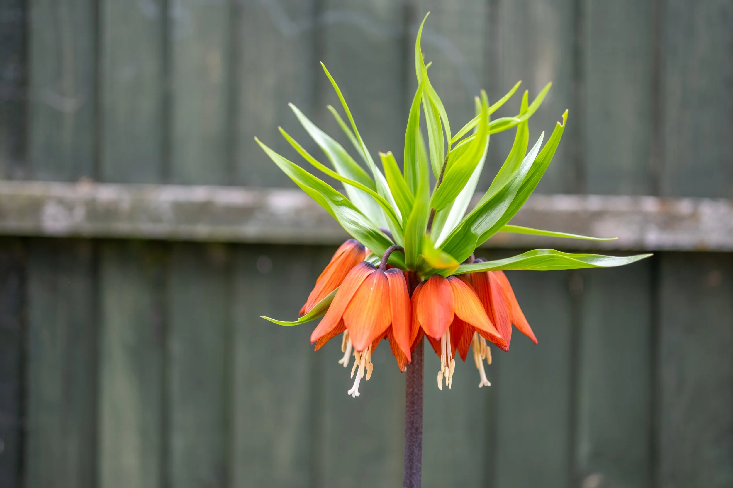 Close-up of a colorful flower with orange petals and green leaves against a blurred background.
