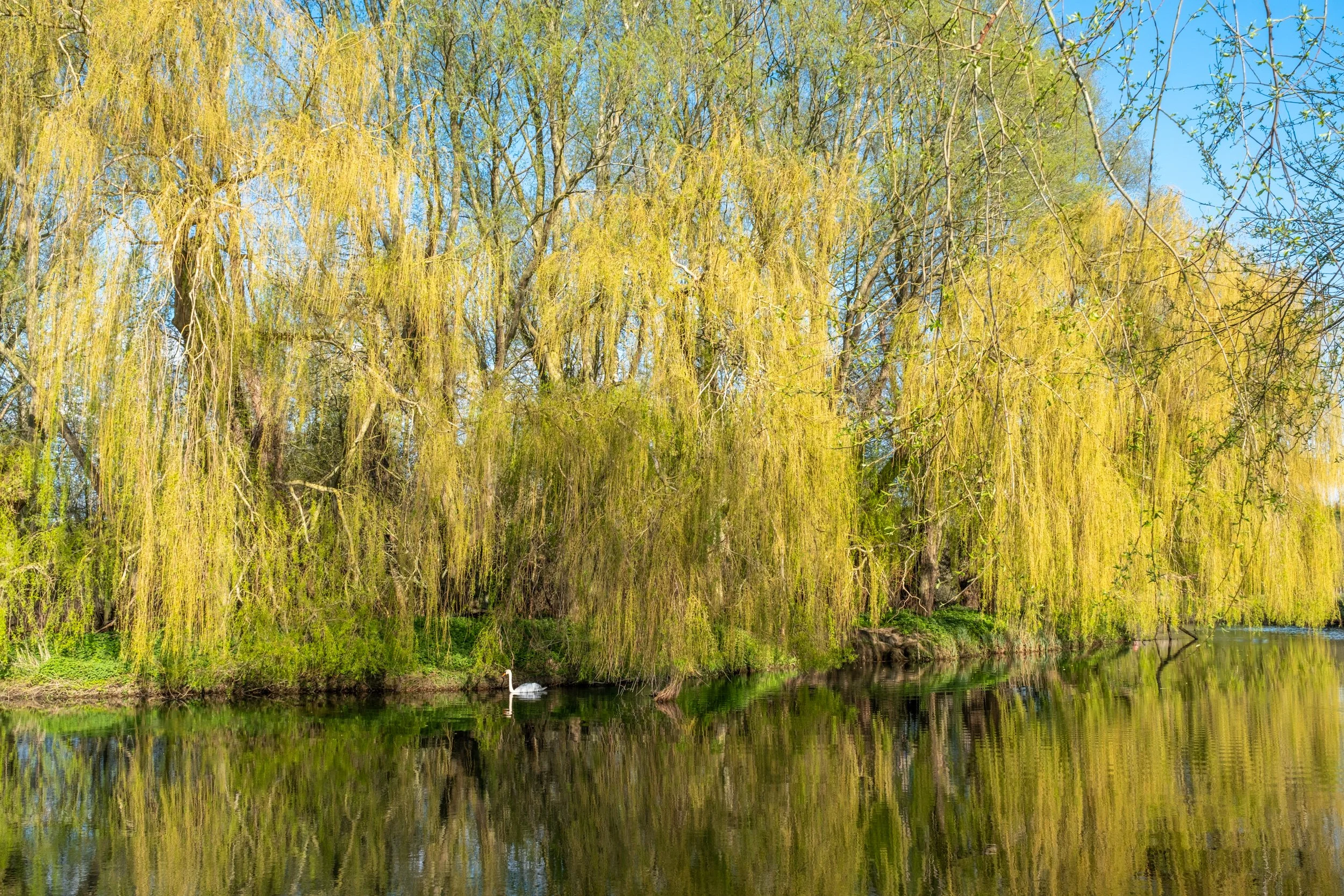 A serene scene of a river with a swan swimming in the water, surrounded by trees including weeping willows and other foliage, under a clear blue sky.