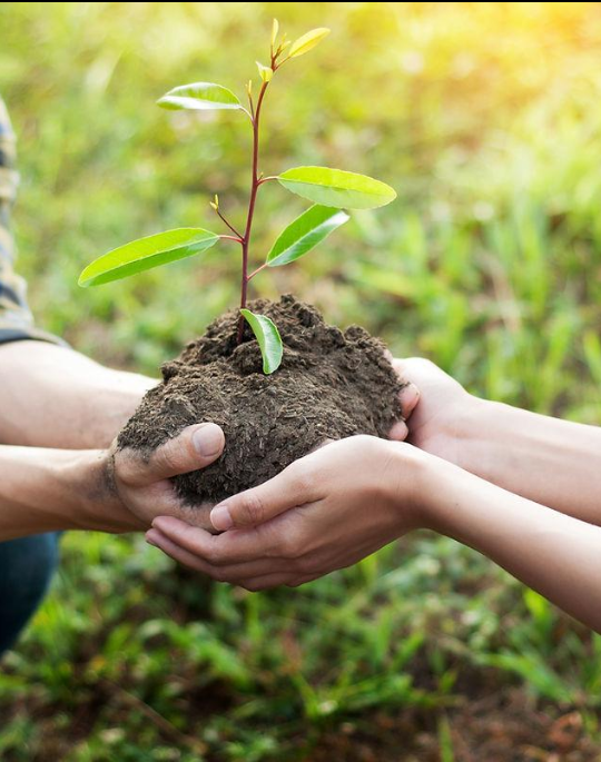 Two hands holding a small plant with green leaves and soil around its roots, symbolizing growth or environmental conservation.
