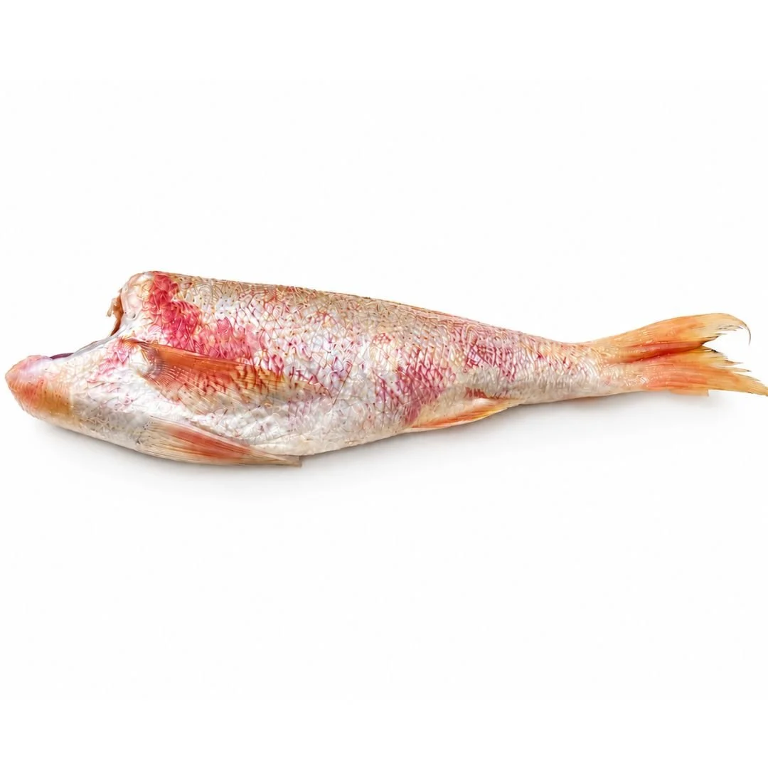 Red Snapper
