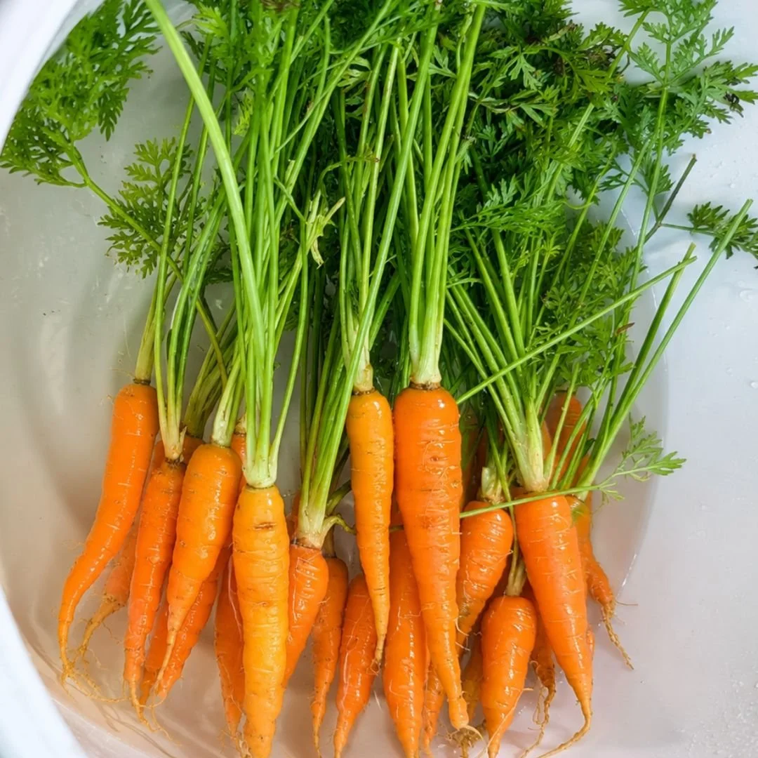 Carrots.jpg