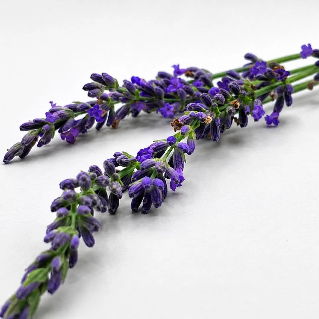 Lavender Flowers