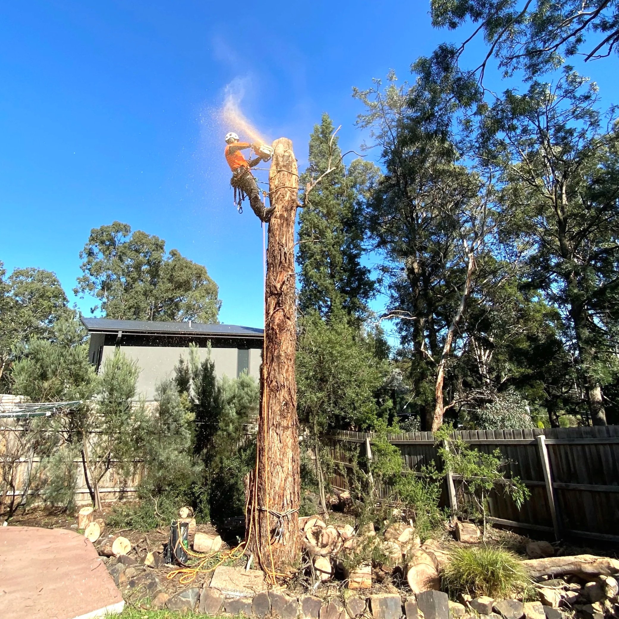 Arborist cutting down a tall tree with a chainsaw in a backyard, wearing safety gear including a helmet.