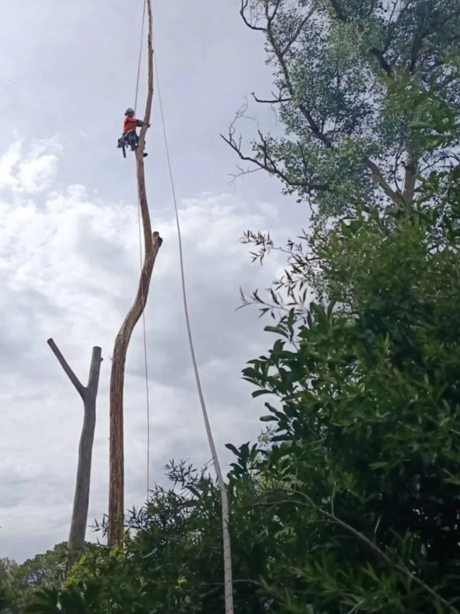 A person working on a tall, dead tree, wearing a helmet and harness, with a safety rope, in an outdoor wooded area with green bushes and trees.