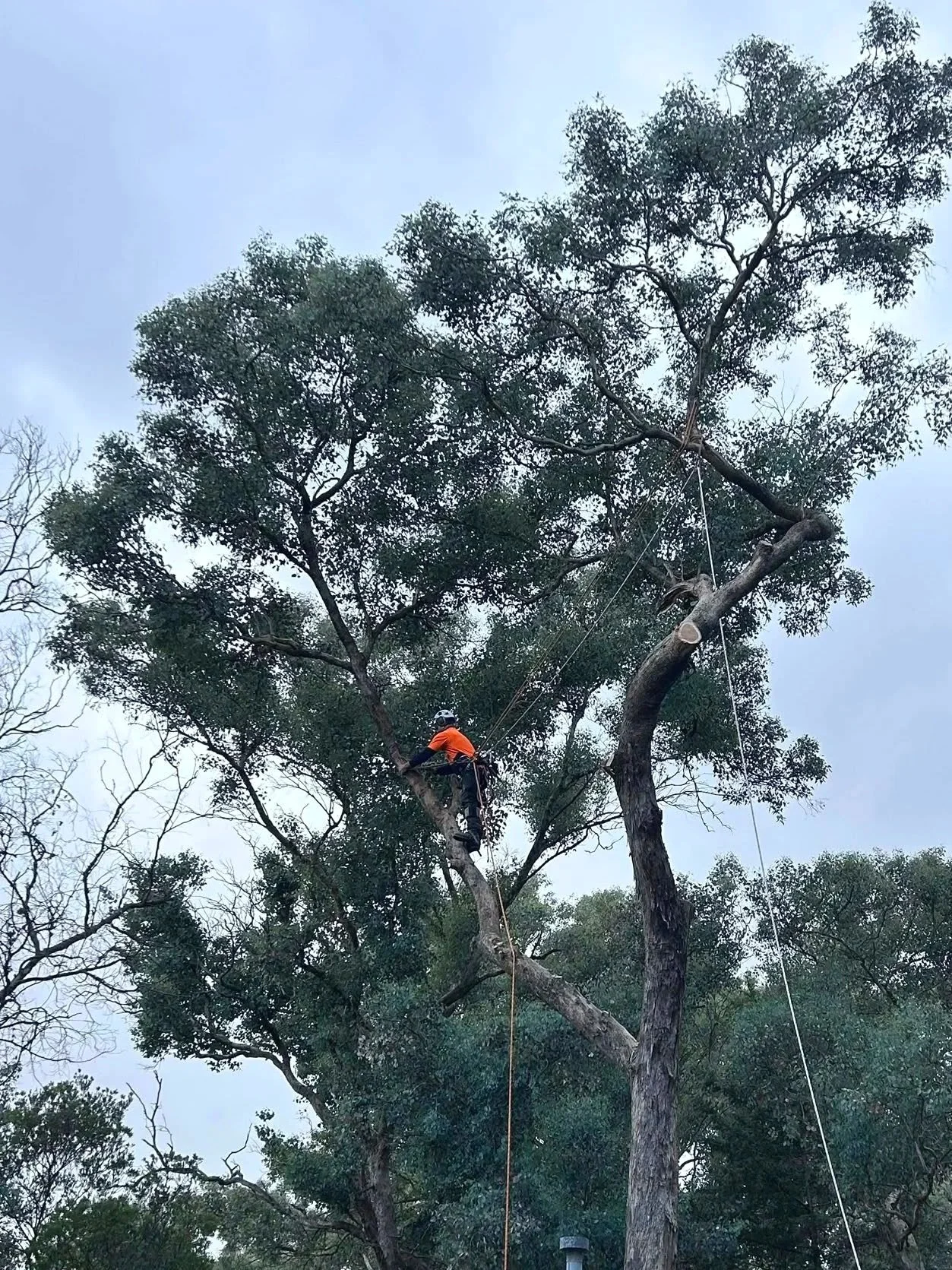 Arborist wearing an orange shirt, climbing a tall tree secured with ropes.