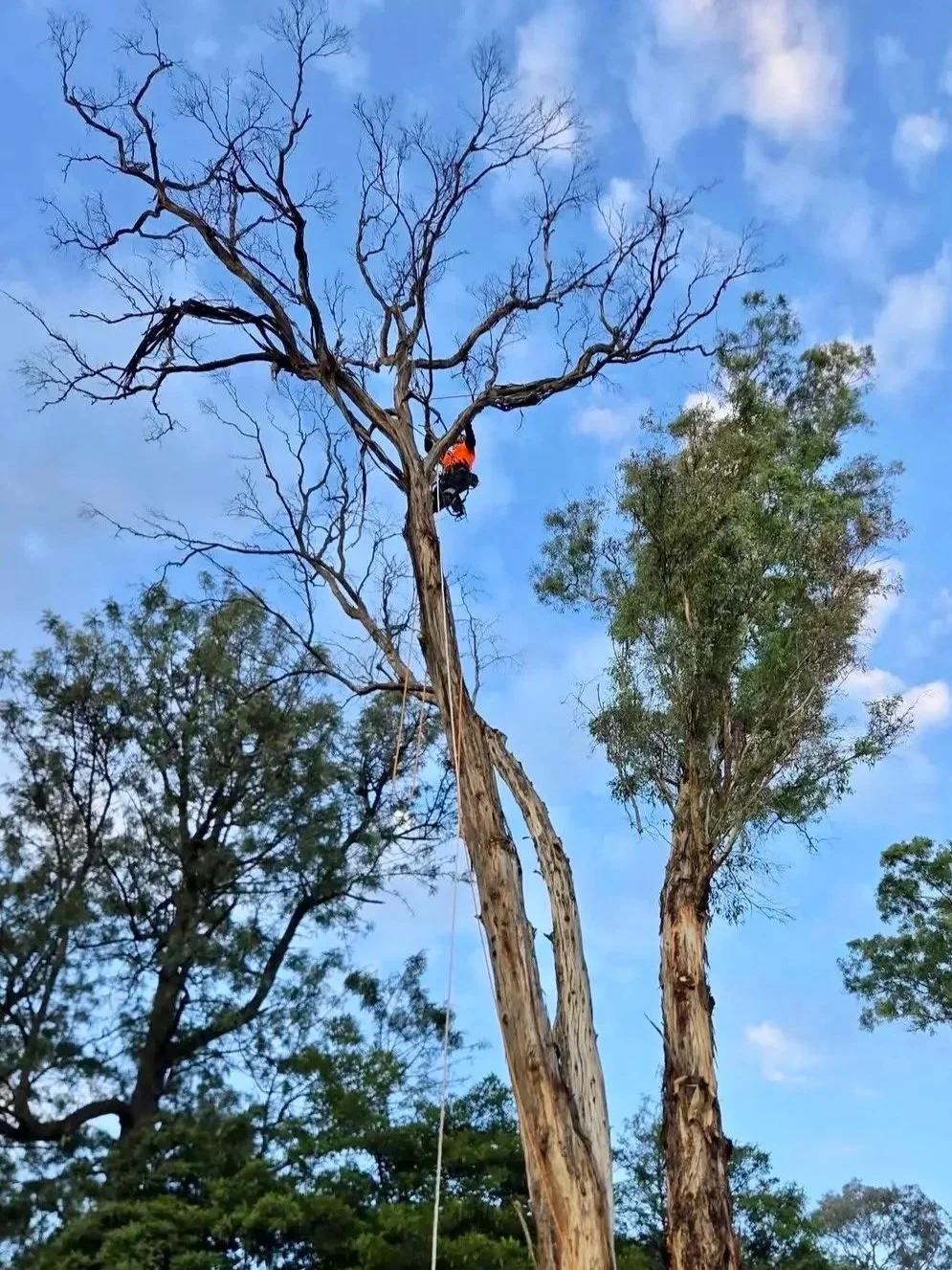 A person climbing a tall, mostly leafless tree with some green foliage on neighboring trees against a blue sky with a few clouds.
