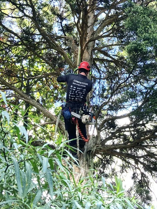 Arborist wearing a red helmet and safety harness is climbing a large tree with thick branches and green leaves, possibly trimming or inspecting it.
