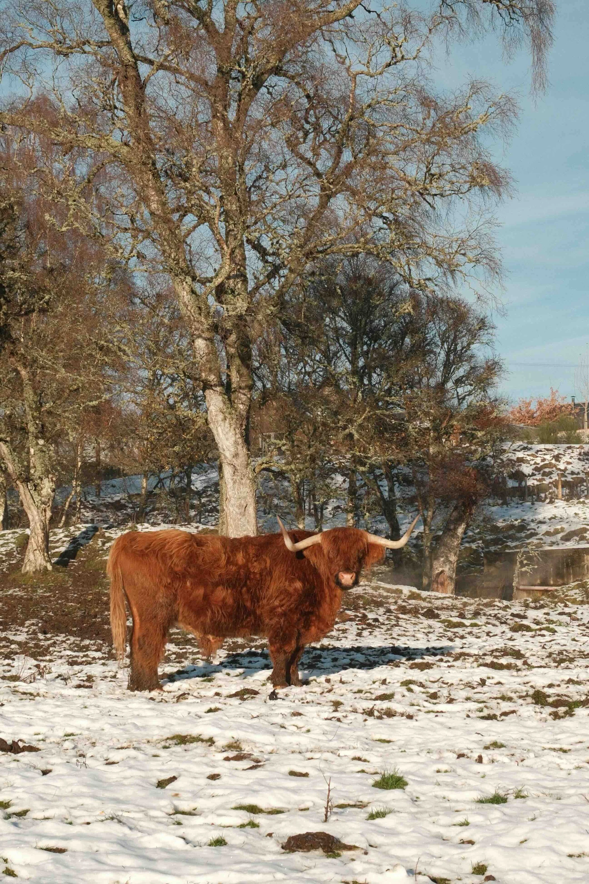 Highland Coo
