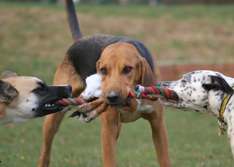 Three dogs playing tug of war with a rope toy outdoors on grass.