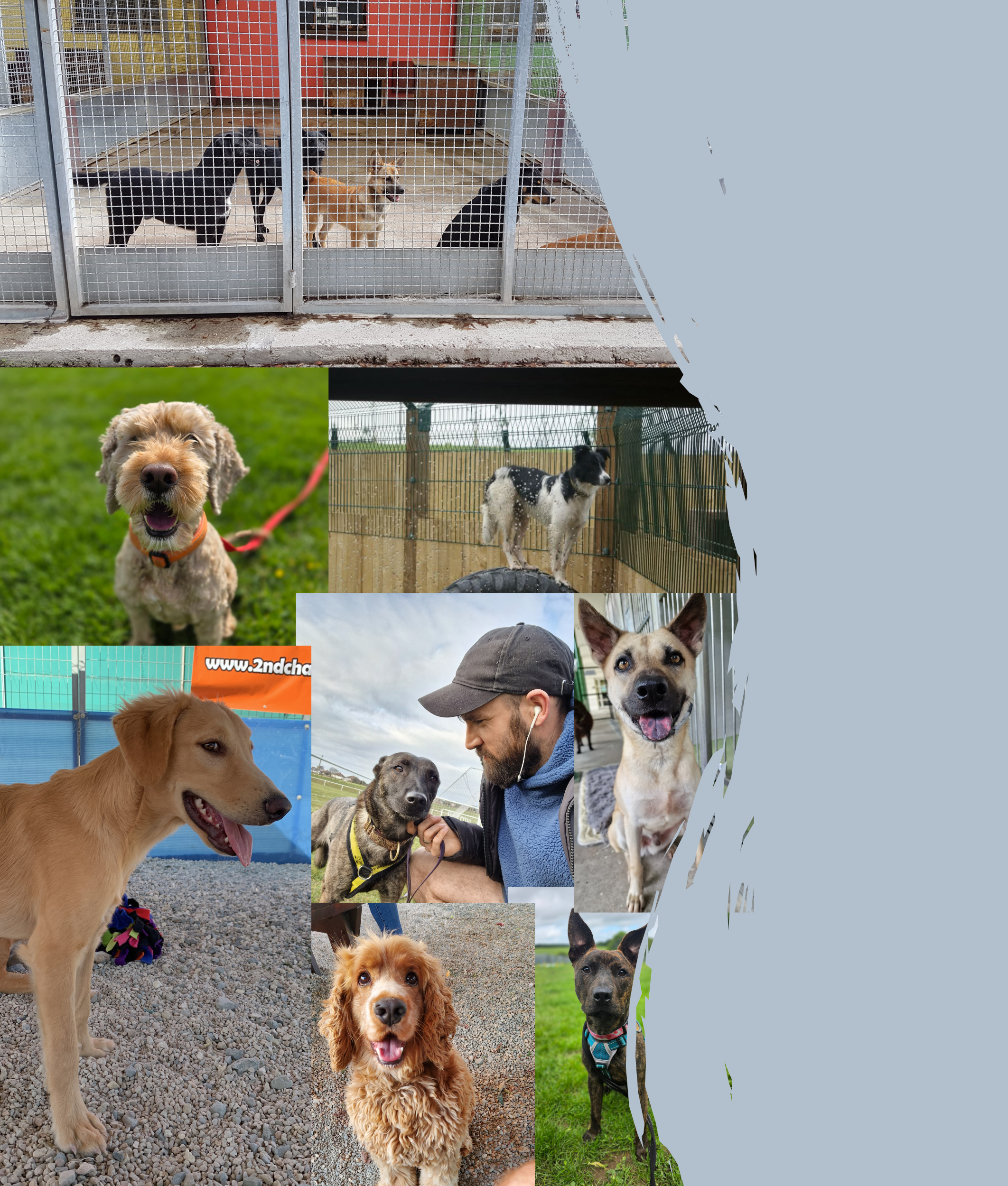 A collage of various dogs in different outdoor settings, including a large yellow dog, a black dog, a brown dog, a black and white dog, a curly-haired dog, and a black dog with a harness.