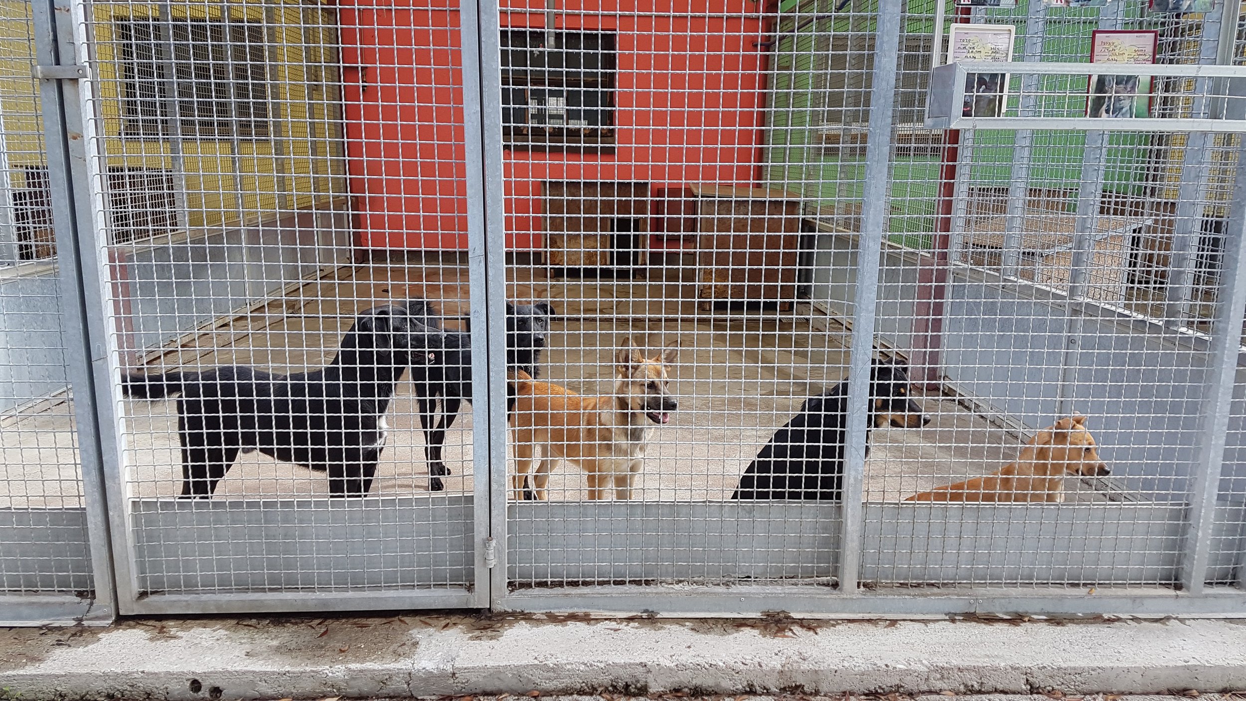 A fenced outdoor enclosure at an animal shelter housing several dogs of different breeds and colors, with a red building and informational signs in the background.