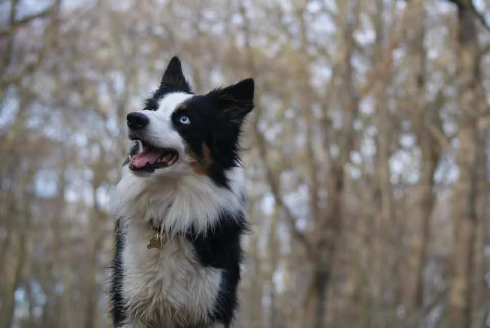 A black and white border collie with blue eyes outdoors in a wooded area.