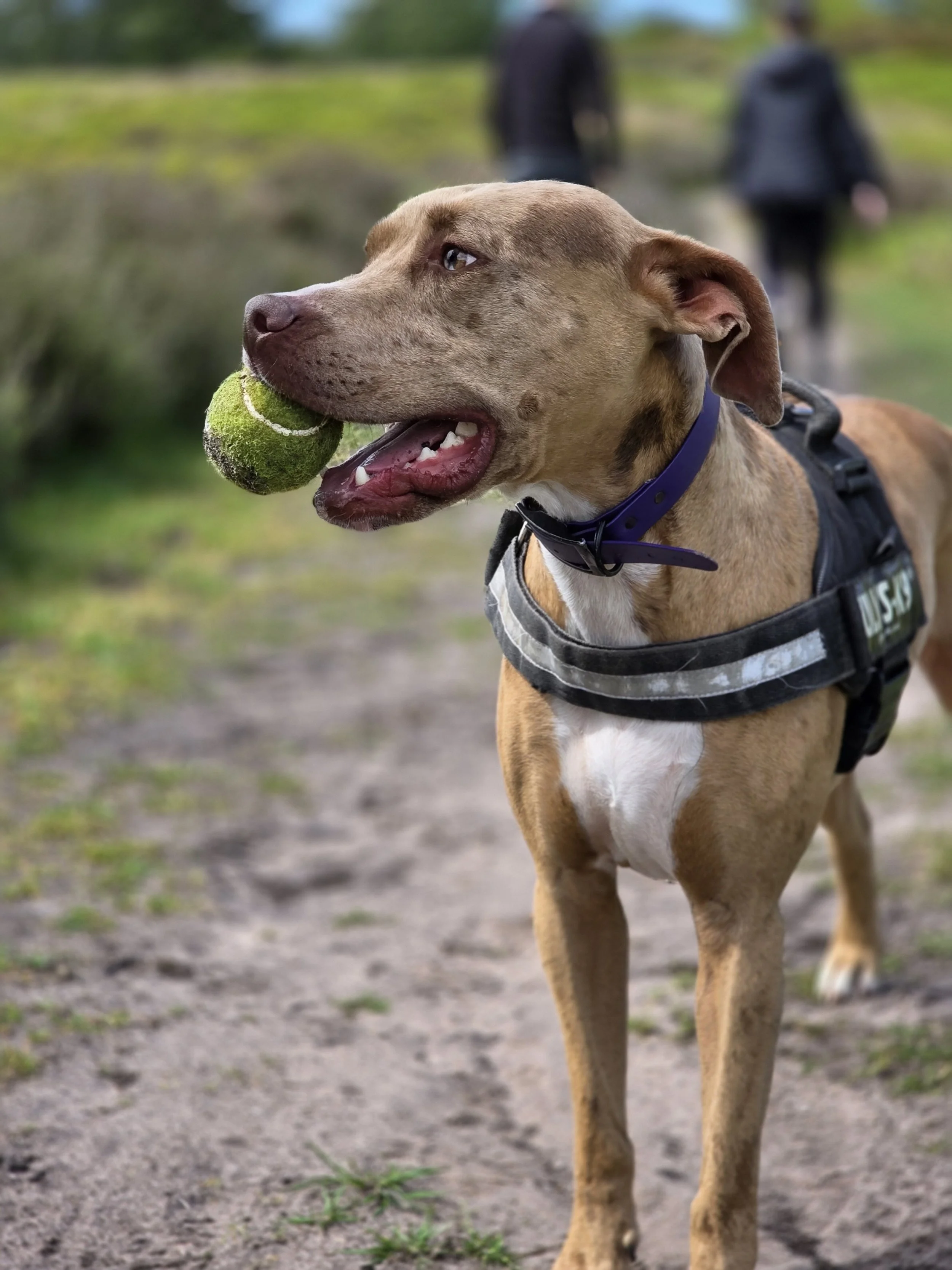 A dog holding a tennis ball in its mouth, wearing a harness, with two people walking in the background on a grassy outdoor path.
