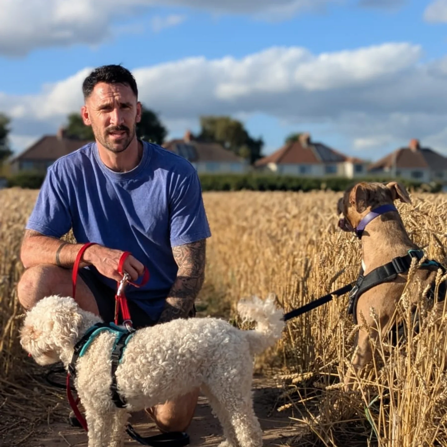 A man crouching in a wheat field with three dogs, one white poodle, one brown dog with a purple collar, and a small white dog, under a partly cloudy sky.
