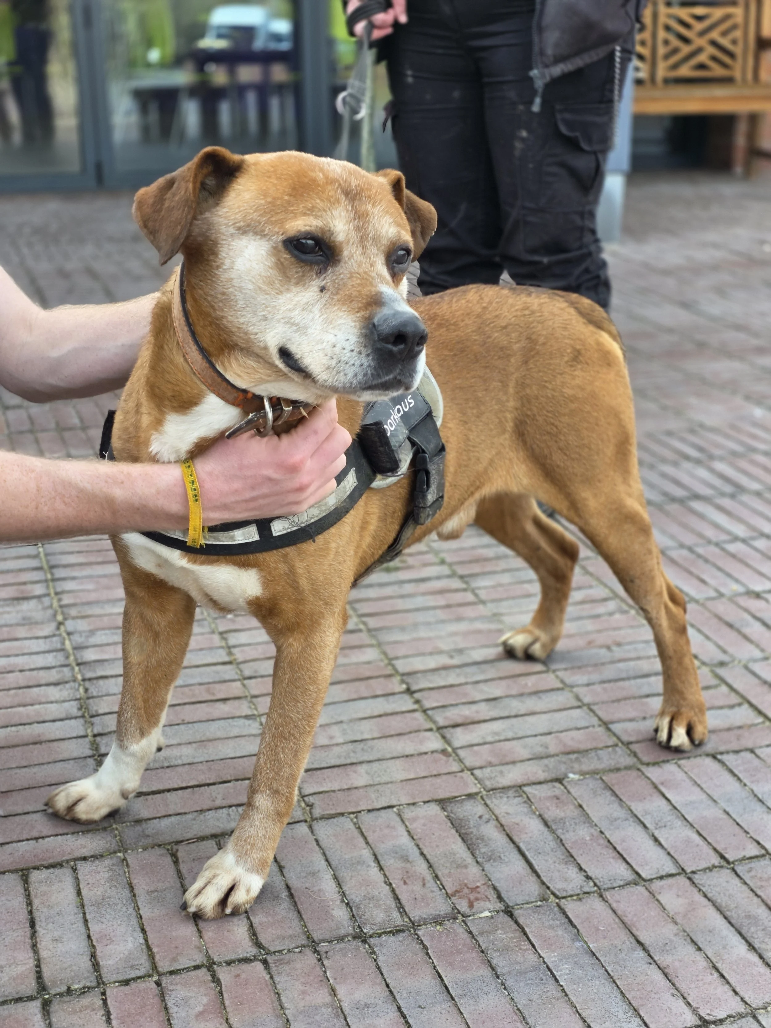 A brown and white dog on a brick patio, wearing a harness, held by a person with a yellow wristband. There is a person dressed in dark clothing standing behind the dog. The background shows a building with glass doors and windows, and some outdoor furniture.