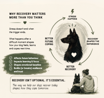 Diagram illustrating the cycle of recovery and stress in dogs. It includes steps: stress happens, recovery shapes future experience, and better future coping leads to better recovery. The diagram highlights the importance of recovery and its impact on emotional resilience, emphasizing that recovery isn't optional but essential for dogs.