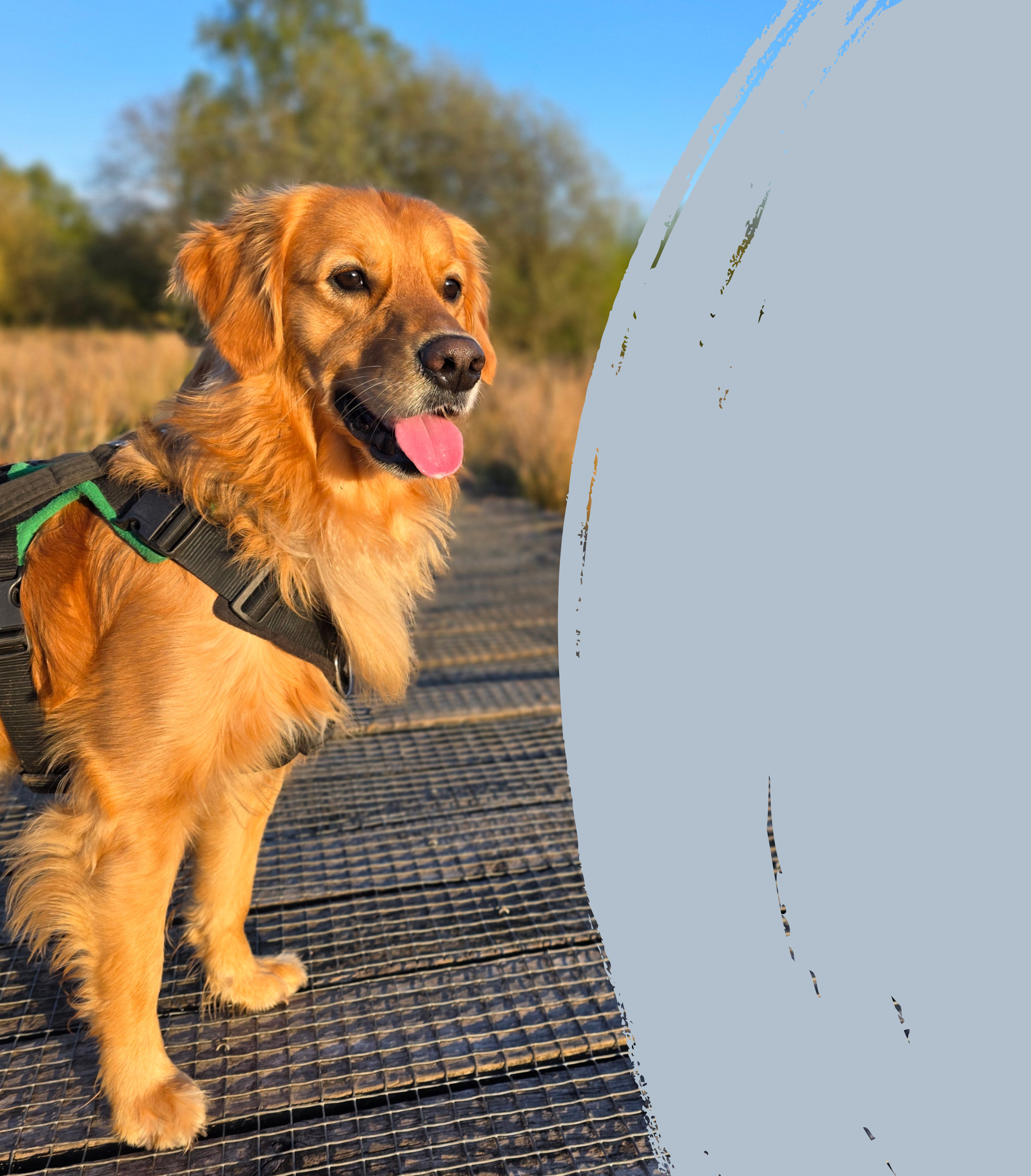 Golden retriever dog standing on a bridge with a background of trees and a blue sky.