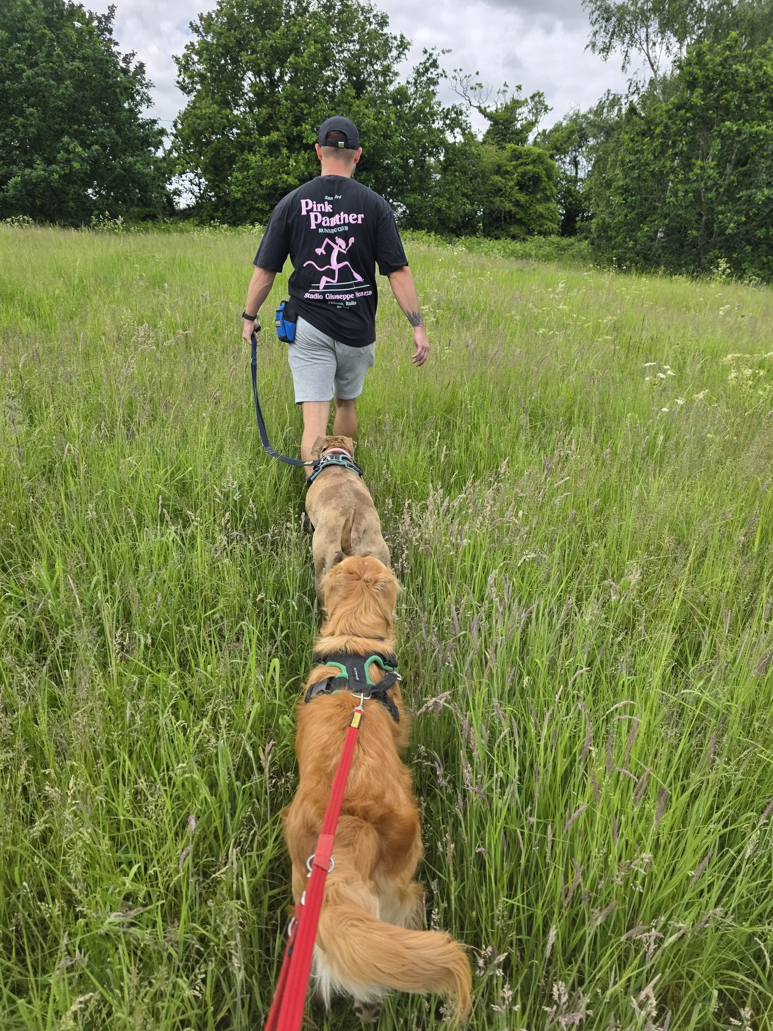 Man walking with two golden retrievers through a grassy field with trees in the background.
