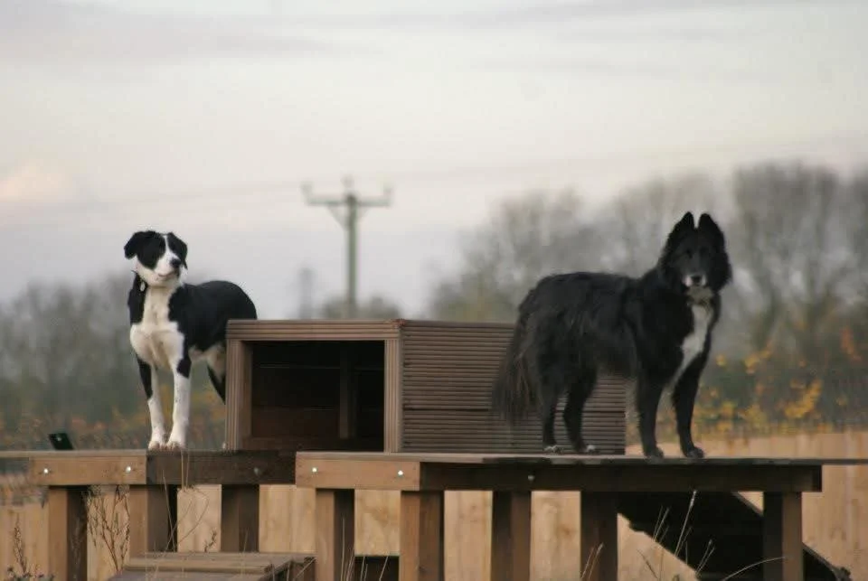 Two dogs standing on a wooden deck with a wooden pet house in the background, outdoor setting with trees and power lines.