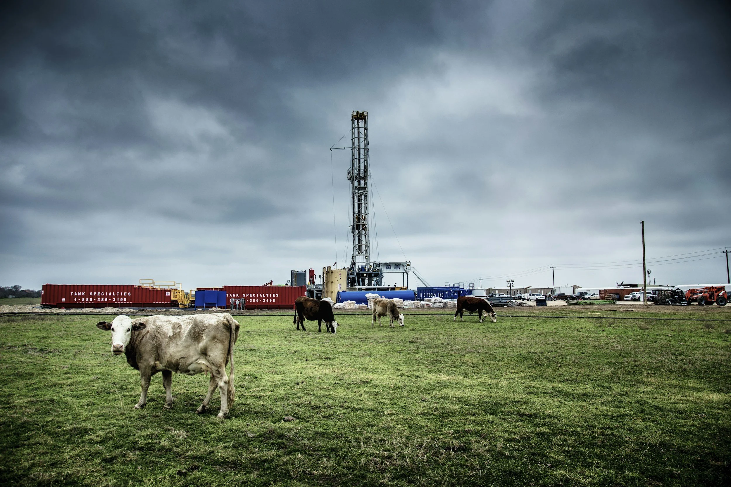 Cows on grass in the foreground, gas infrastructure in the background
