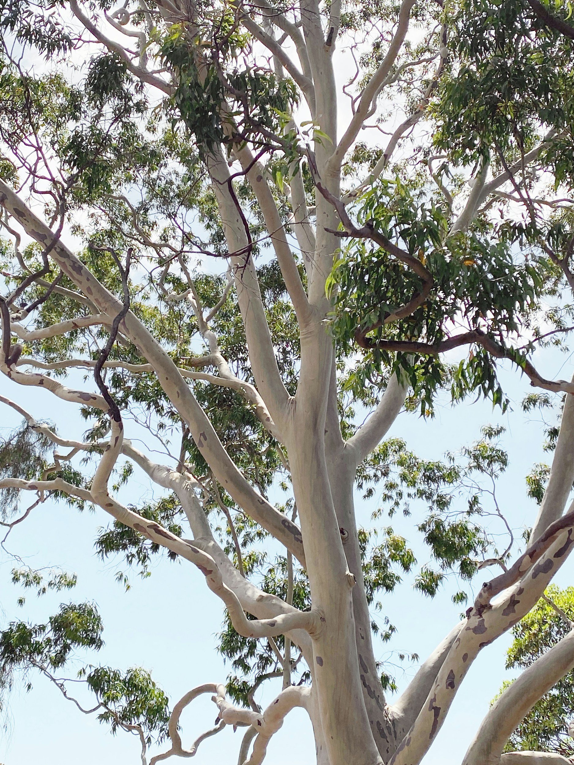 Gum tree branches and leaves against the sky