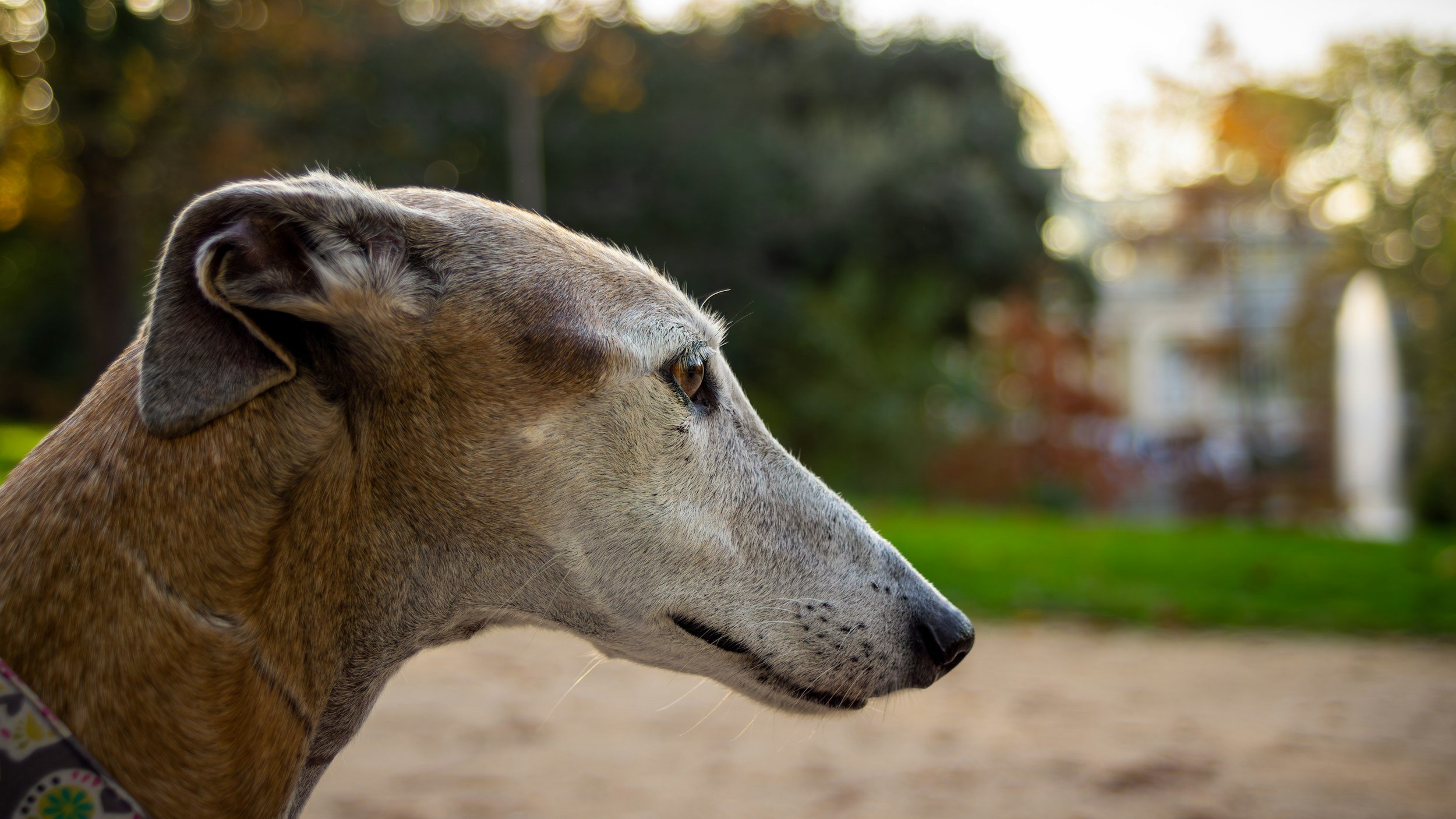 Close-up of a greyhound dog's head, profile view, with a blurred park background with trees and buildings, during late afternoon or early evening.