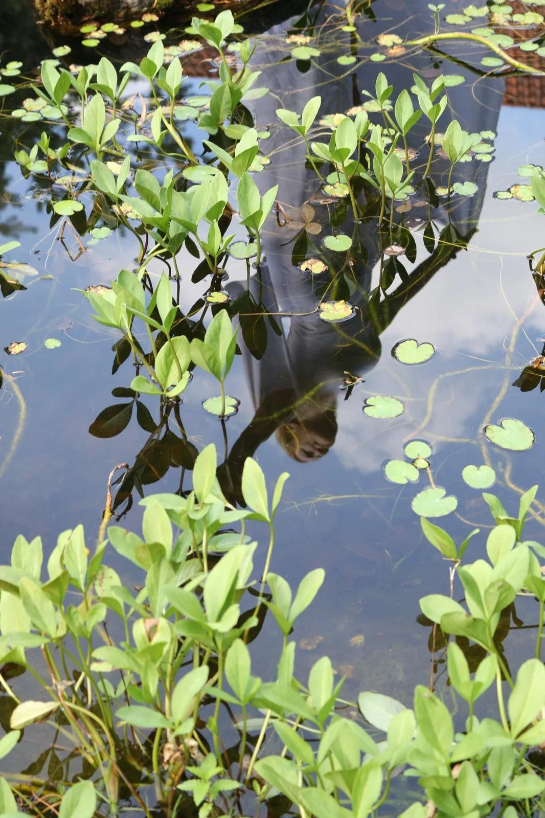 Stephanie Schneider Rittman of Aummagate dancing by the pond with lotus flowers making reflections