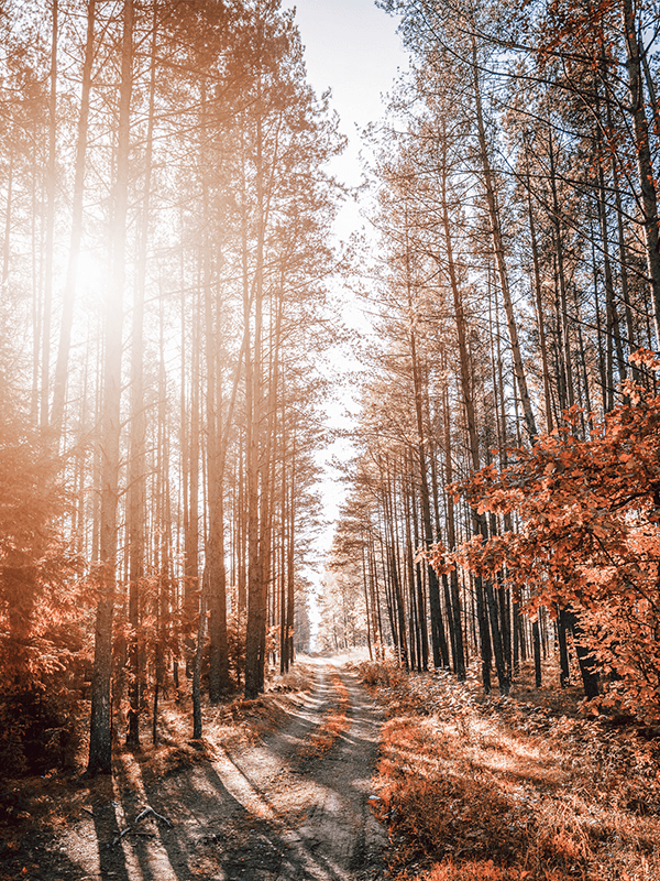 What is your path?
