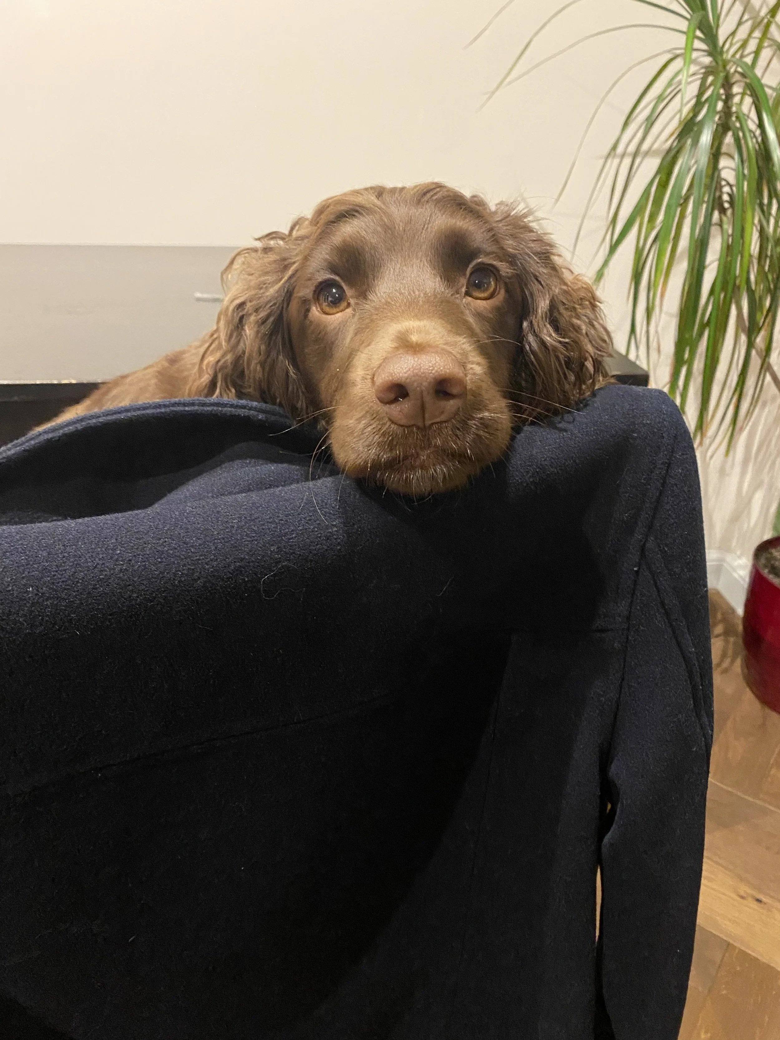 A brown dog with long ears resting its head on a person's lap, with a plant in the background