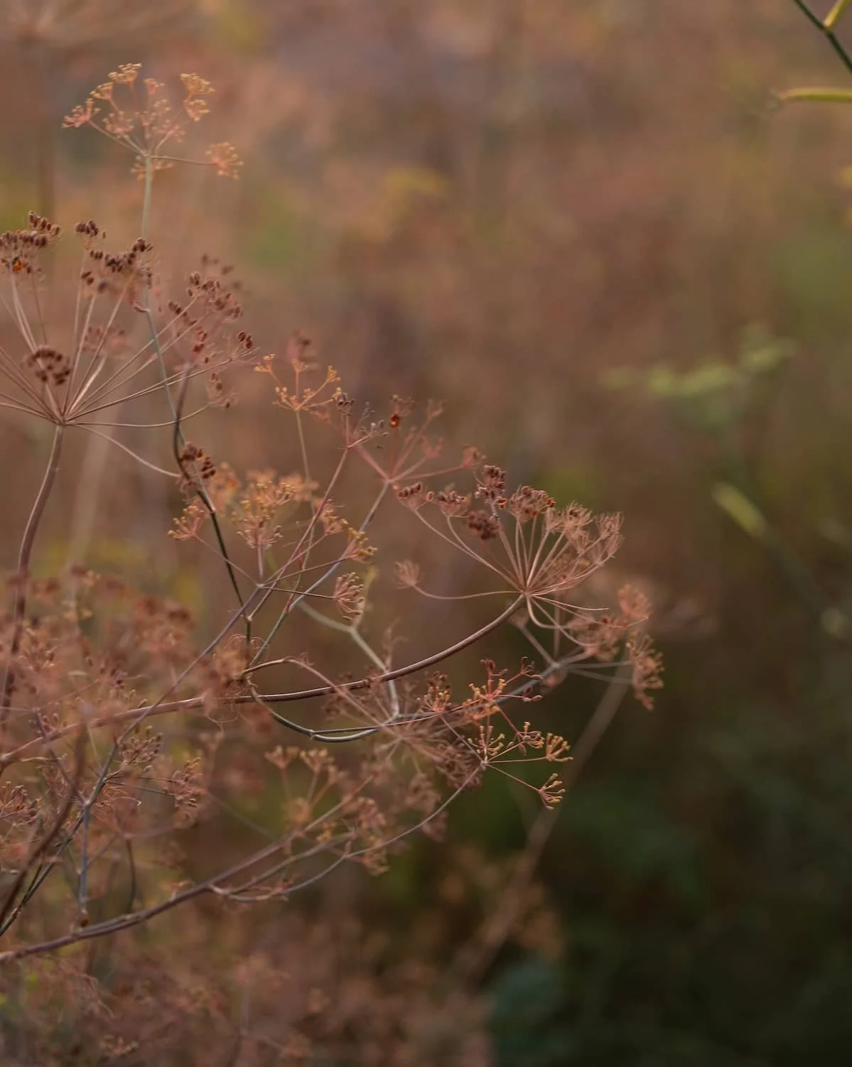Wilde Anispflanze im Herbst